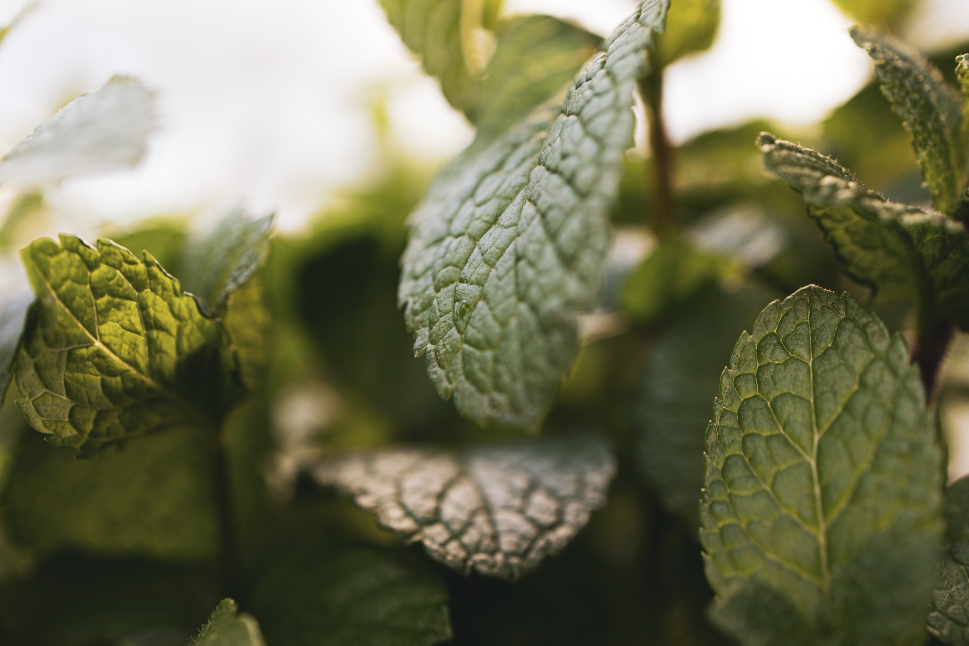 12-facts-about-spearmint