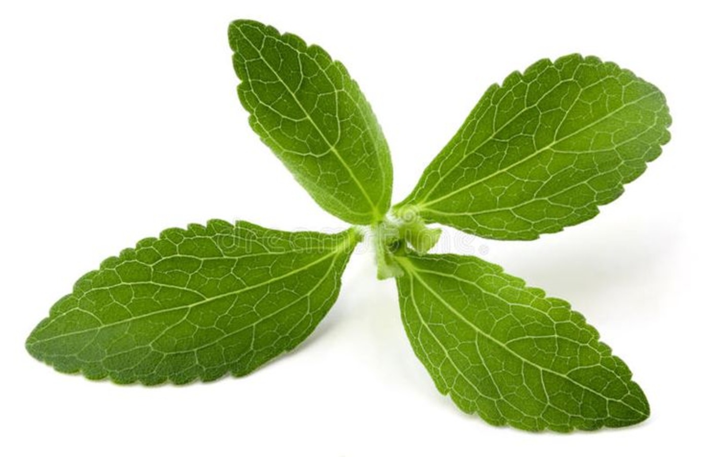 12-facts-about-stevia