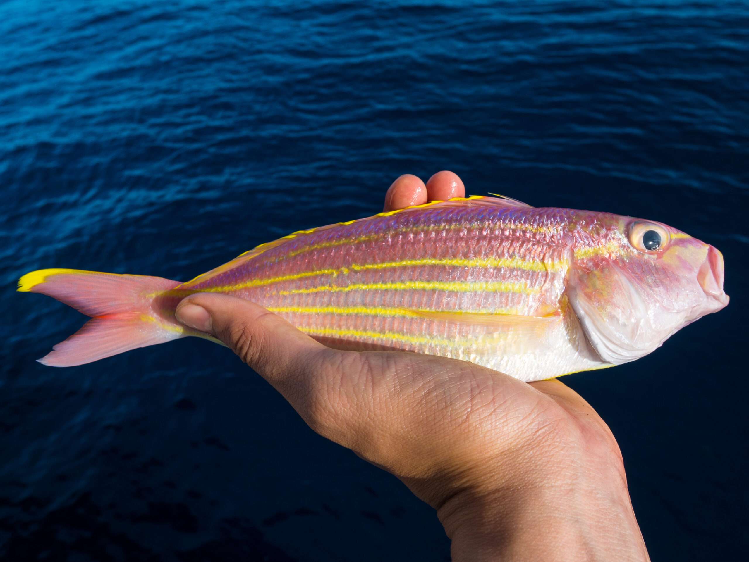 12-facts-about-threadfin-bream