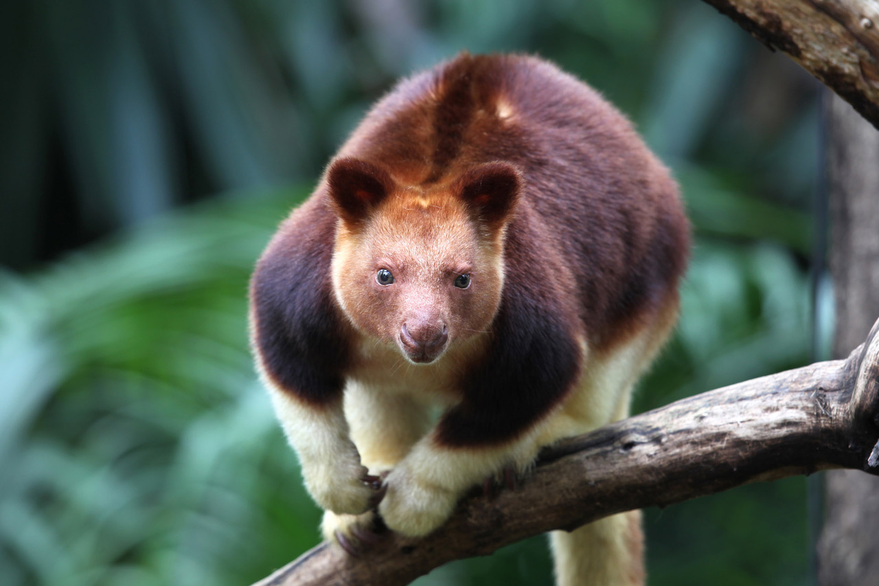 12 Facts About Tree Kangaroo 