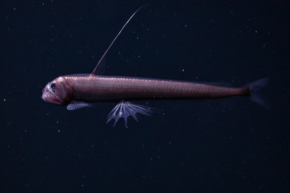 12-facts-about-viperfish