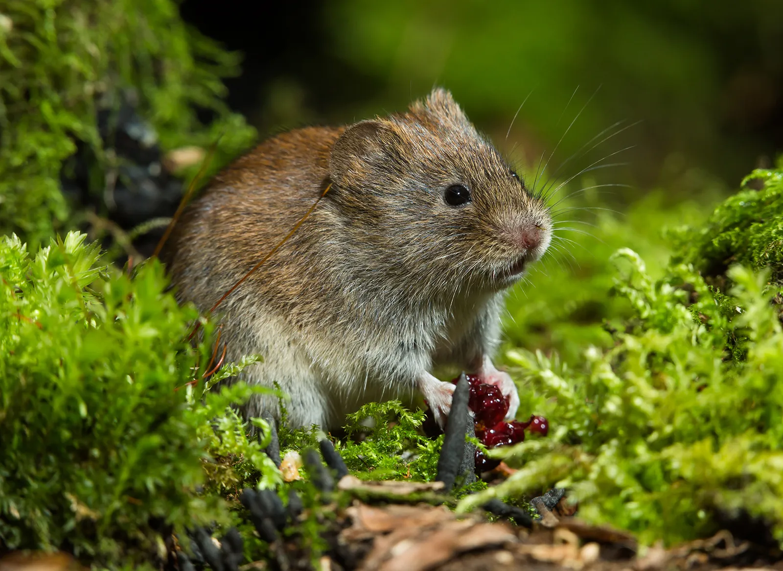12-facts-about-vole