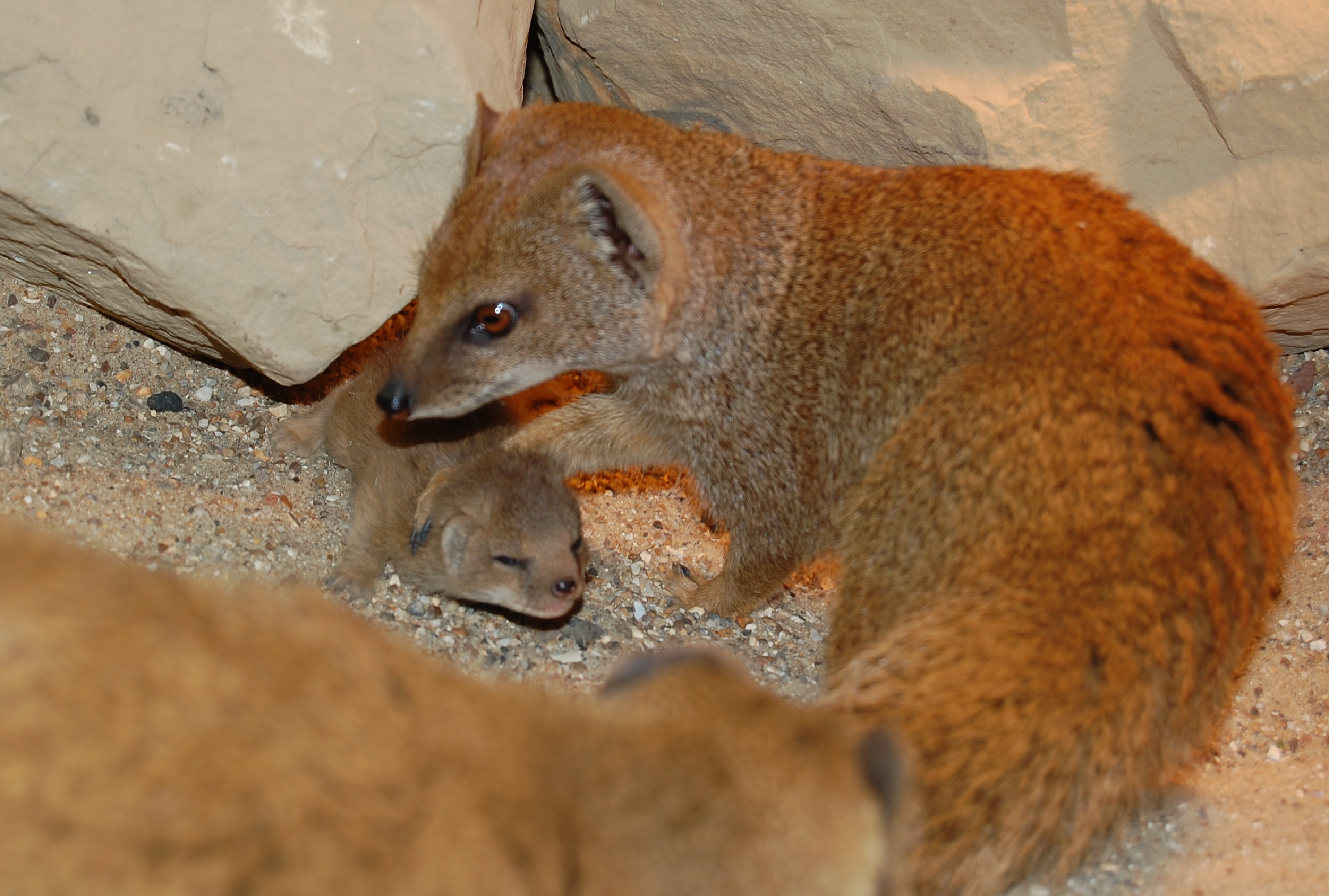 12-facts-about-yellow-mongoose
