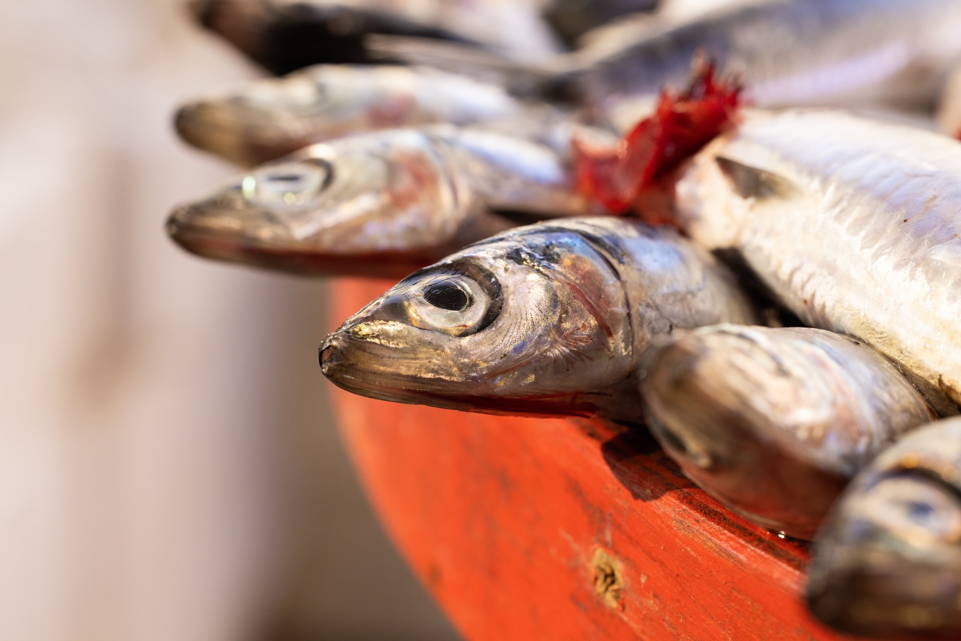 13-facts-about-anchovies