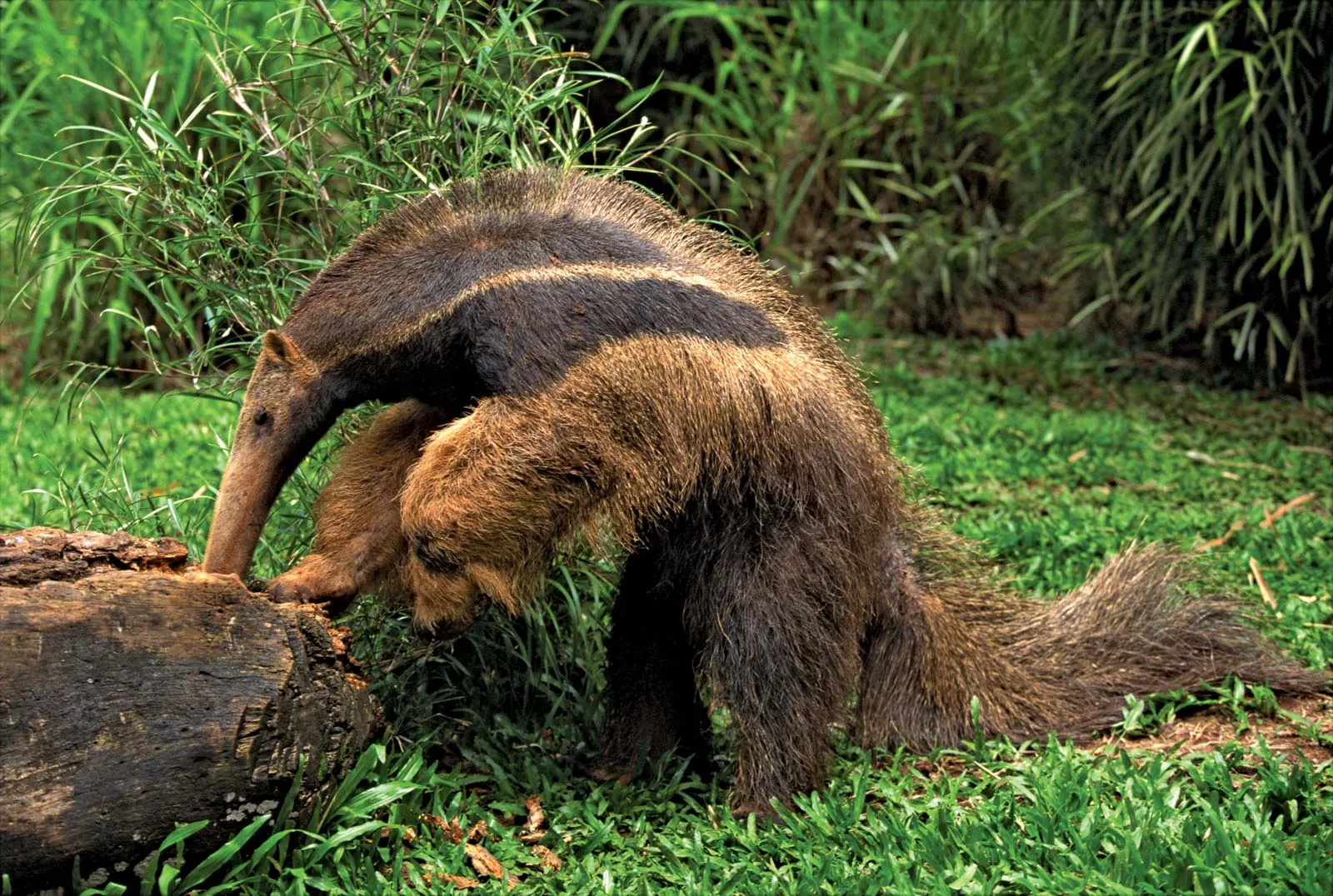 13-facts-about-anteater