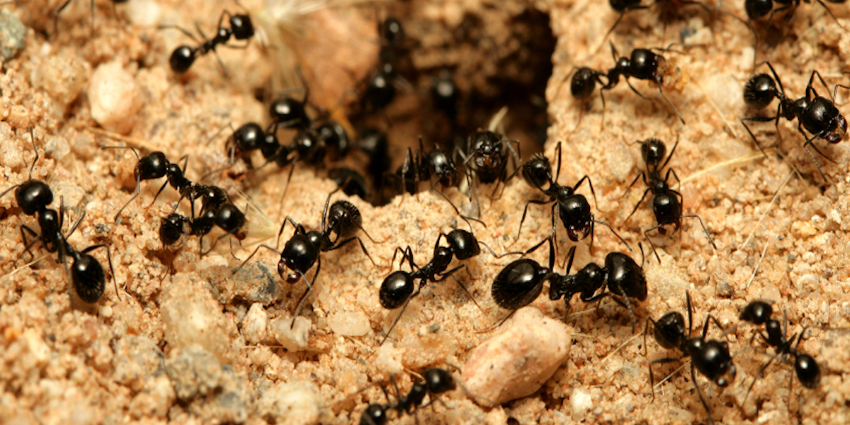 13-facts-about-ants