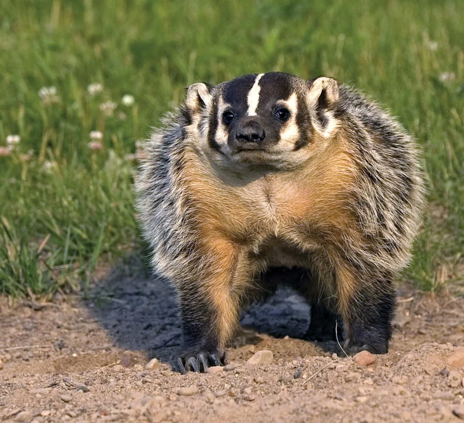 13 Facts About Badger - Facts.net