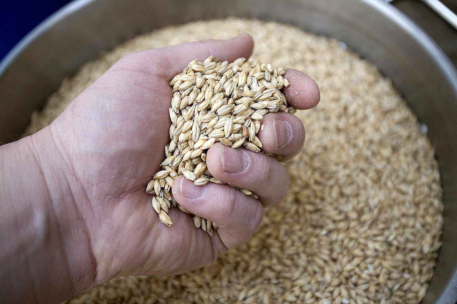 13-facts-about-barley-malt
