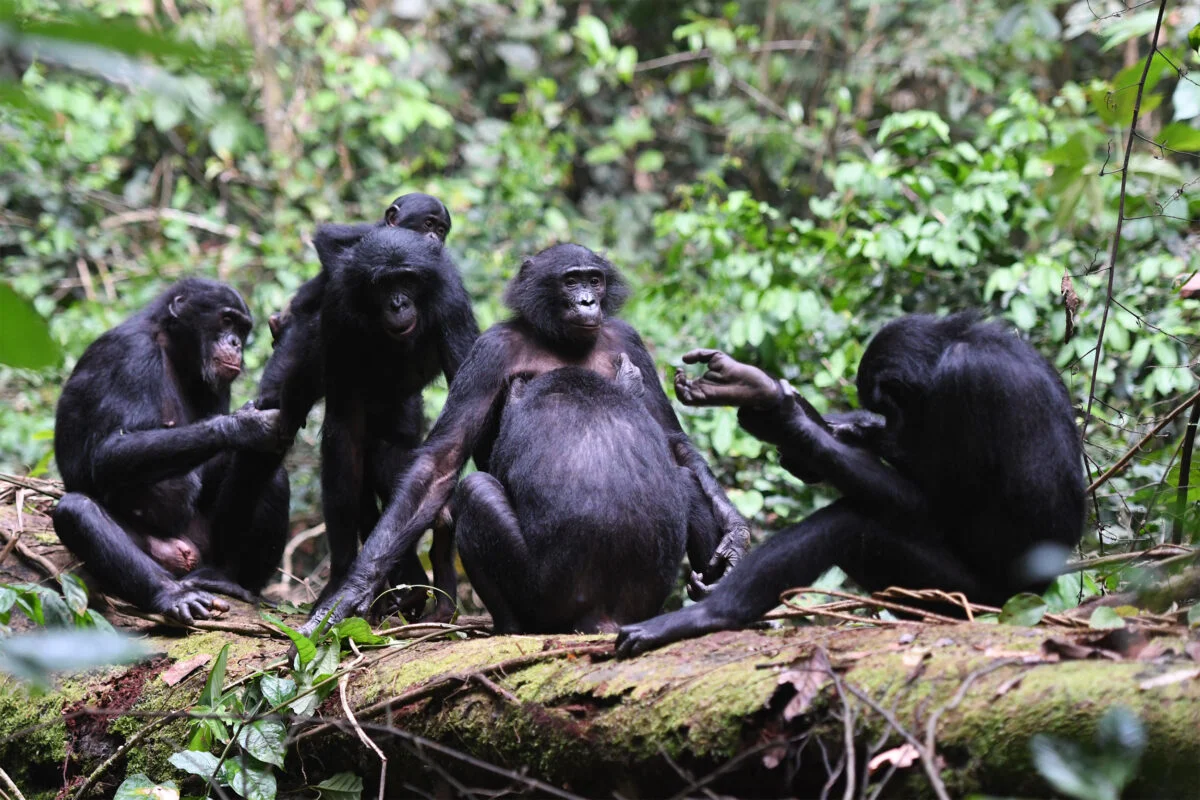 13-facts-about-bonobo