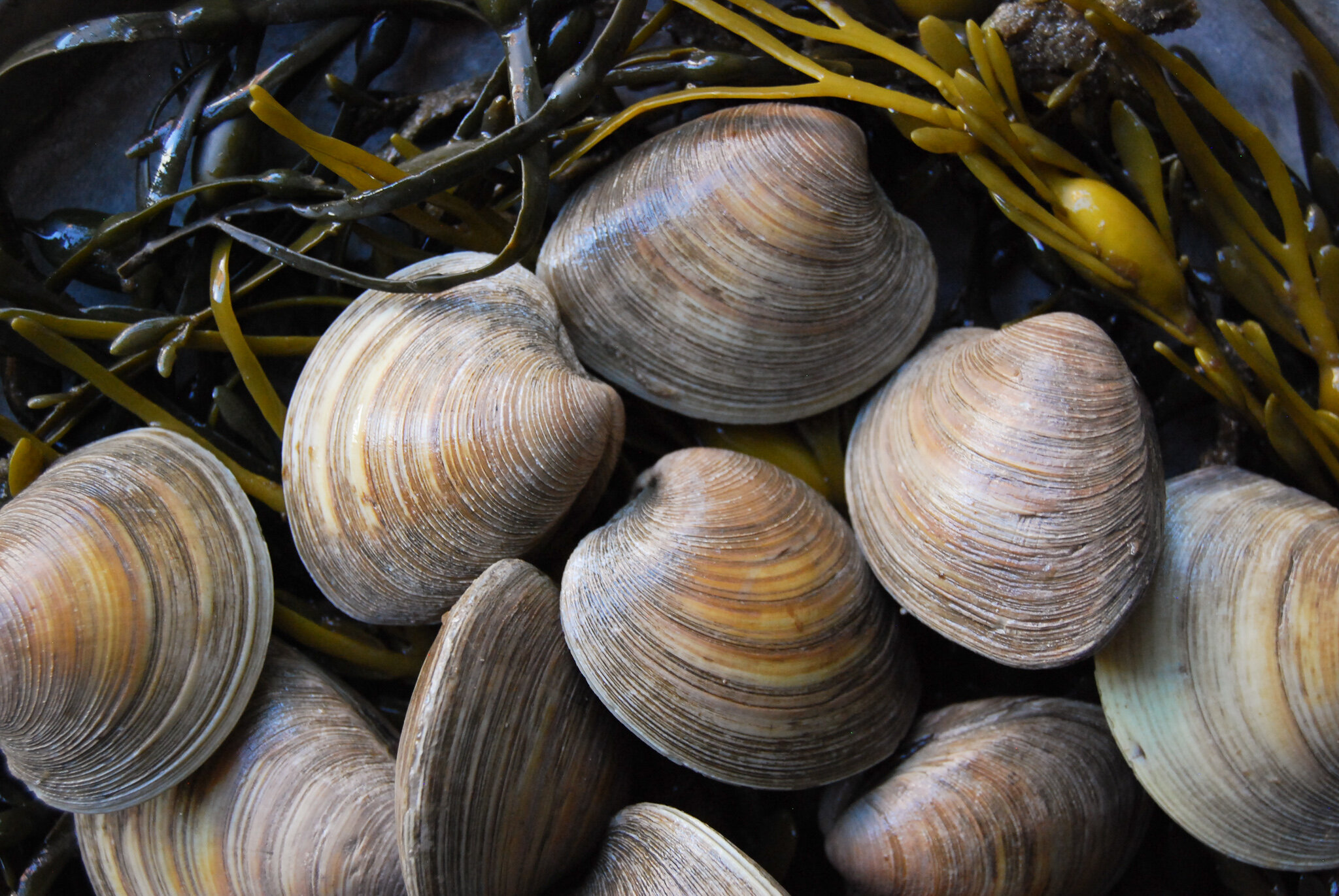 13 Facts About Clams 