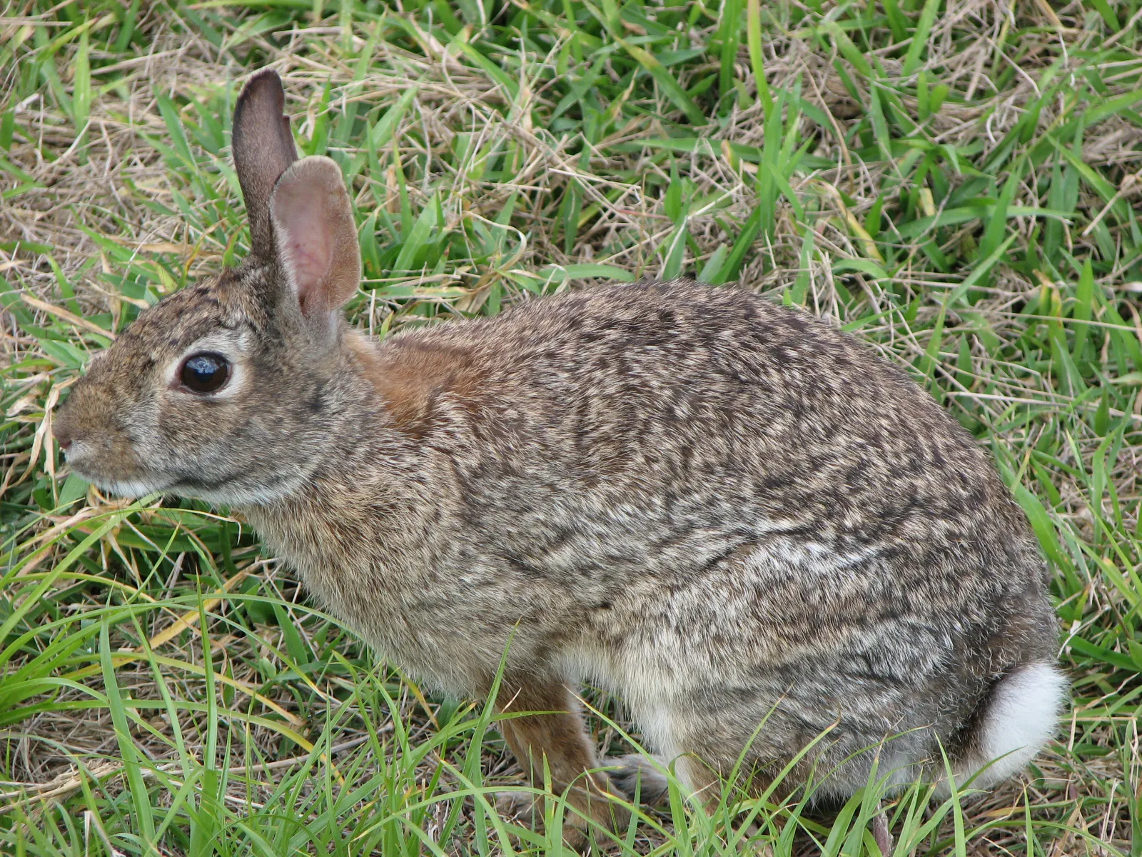 13-facts-about-cottontail