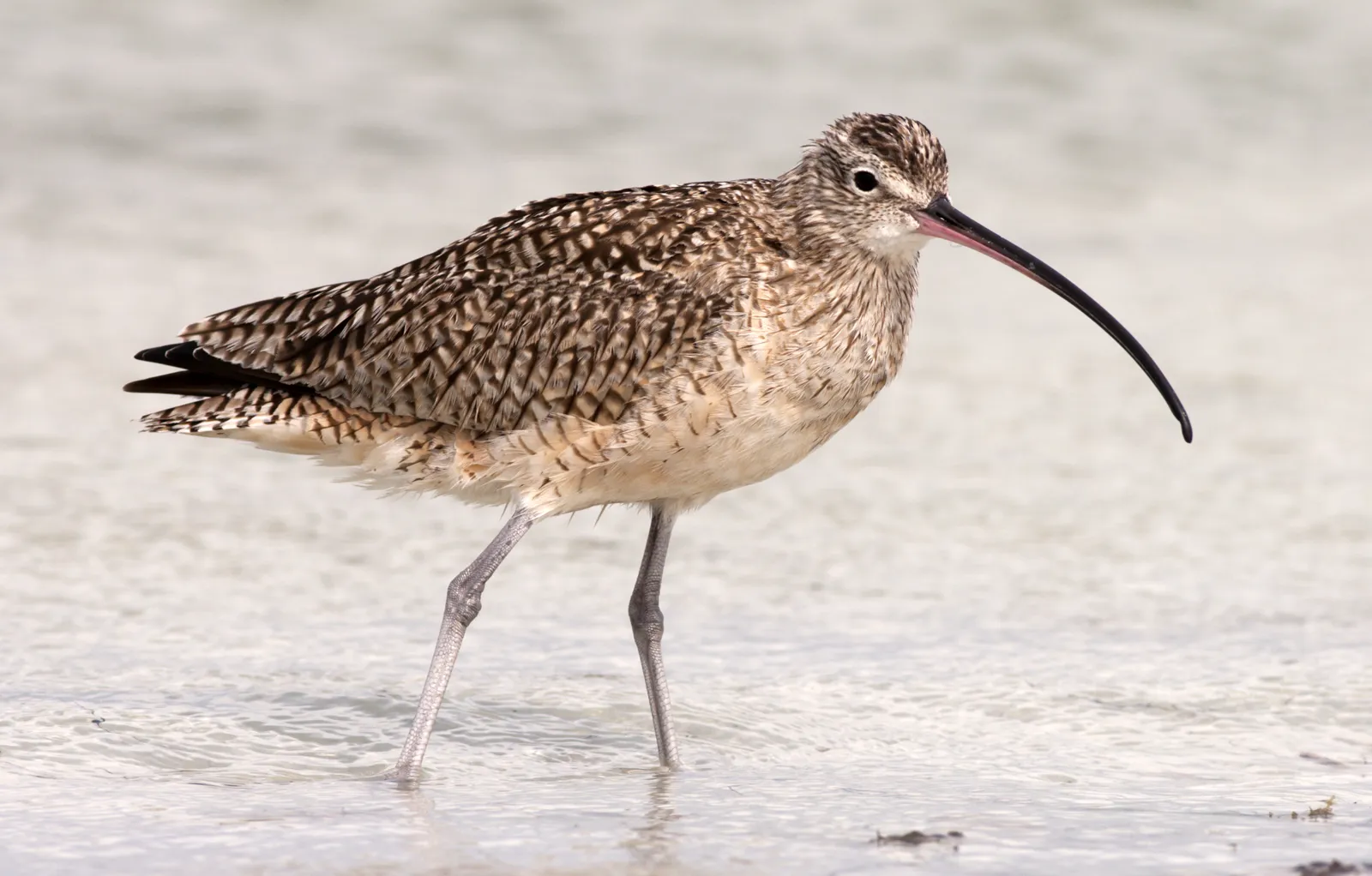 13-facts-about-curlew
