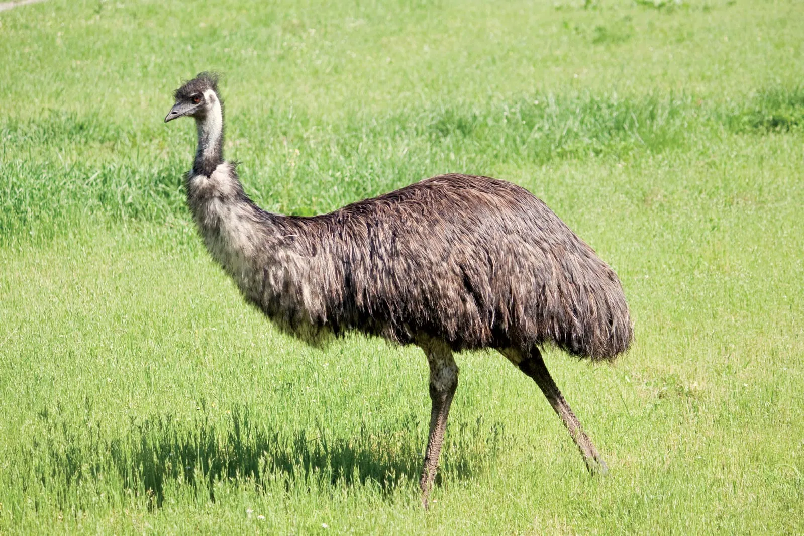 13-facts-about-emu