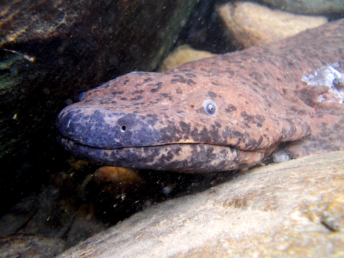 13-facts-about-giant-salamander