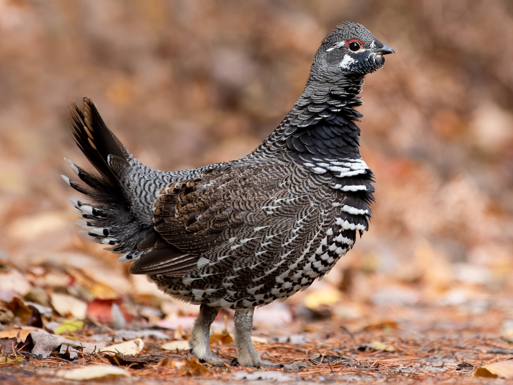 13-facts-about-grouse