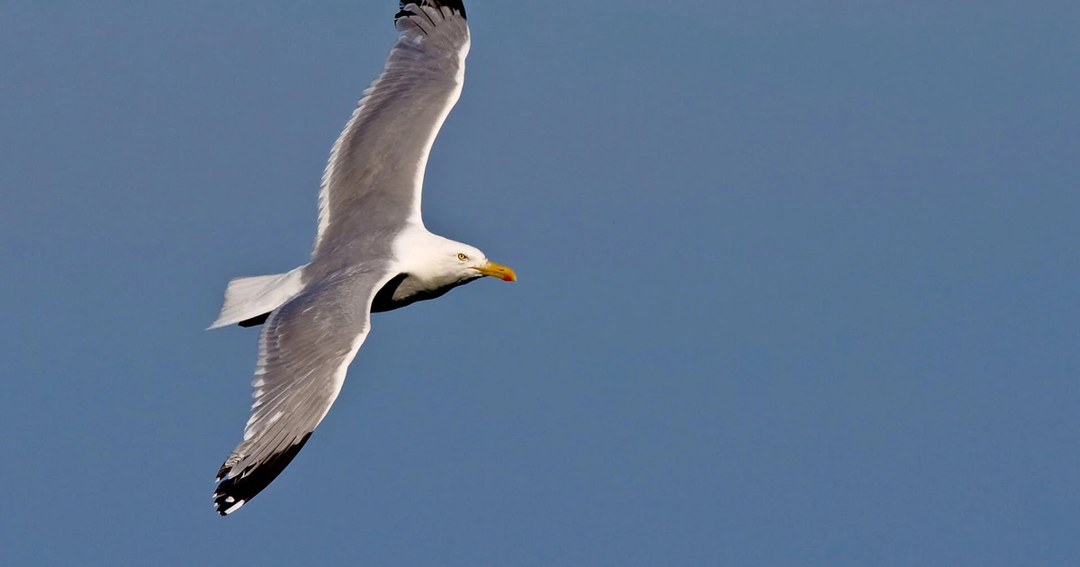 13-facts-about-gull