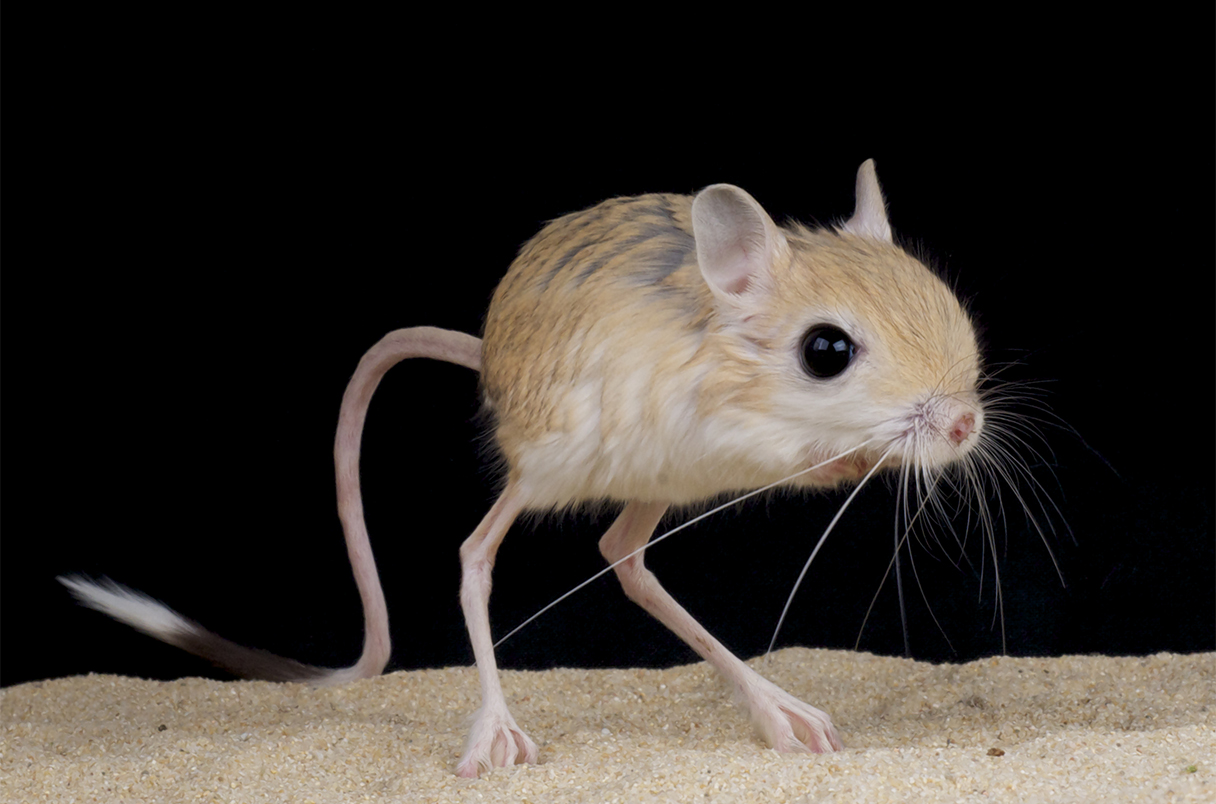 22 Animals That Thrive In Desert Environments Facts 22 Animals That Thrive In Desert Environments Facts