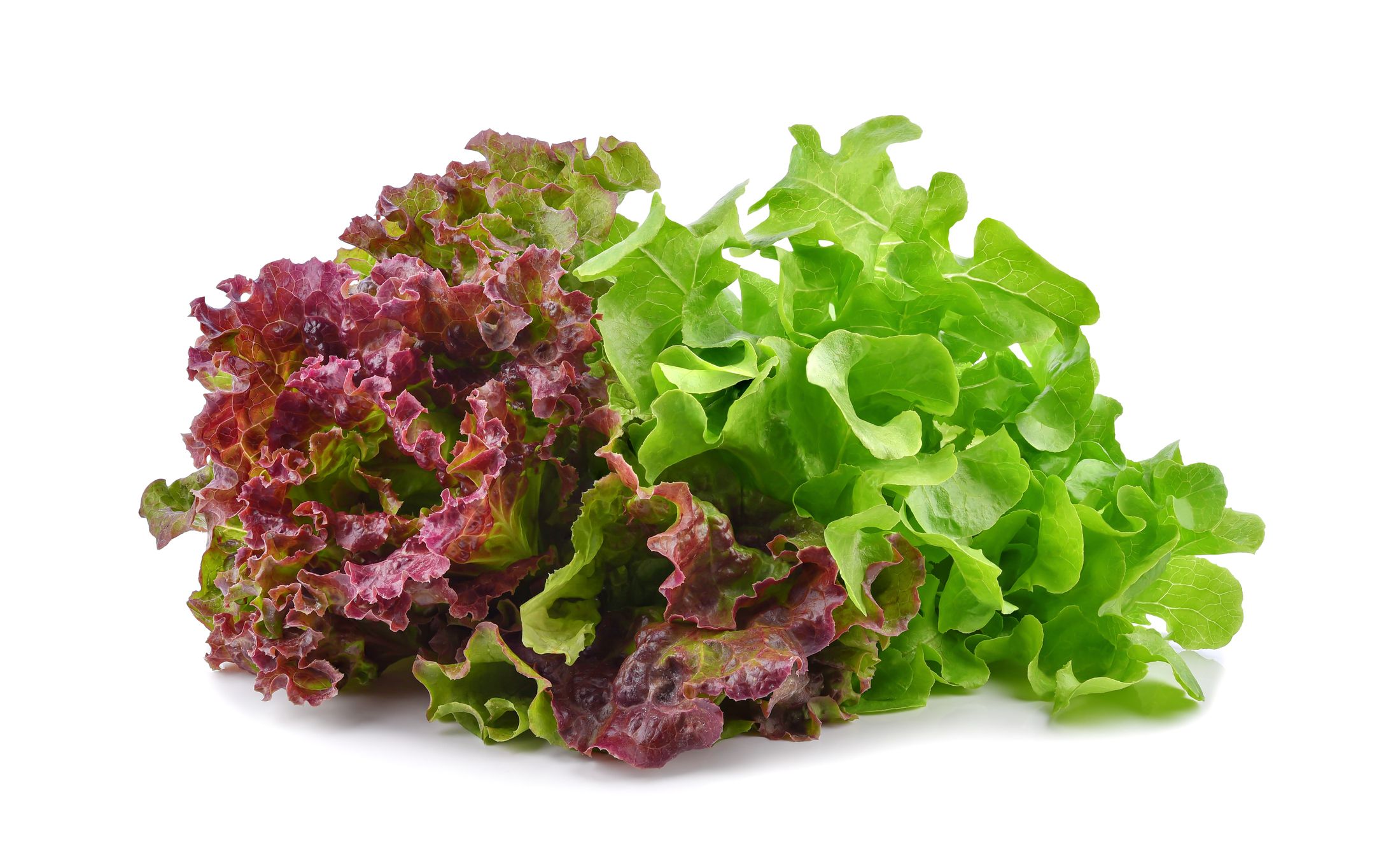 13-facts-about-lettuce