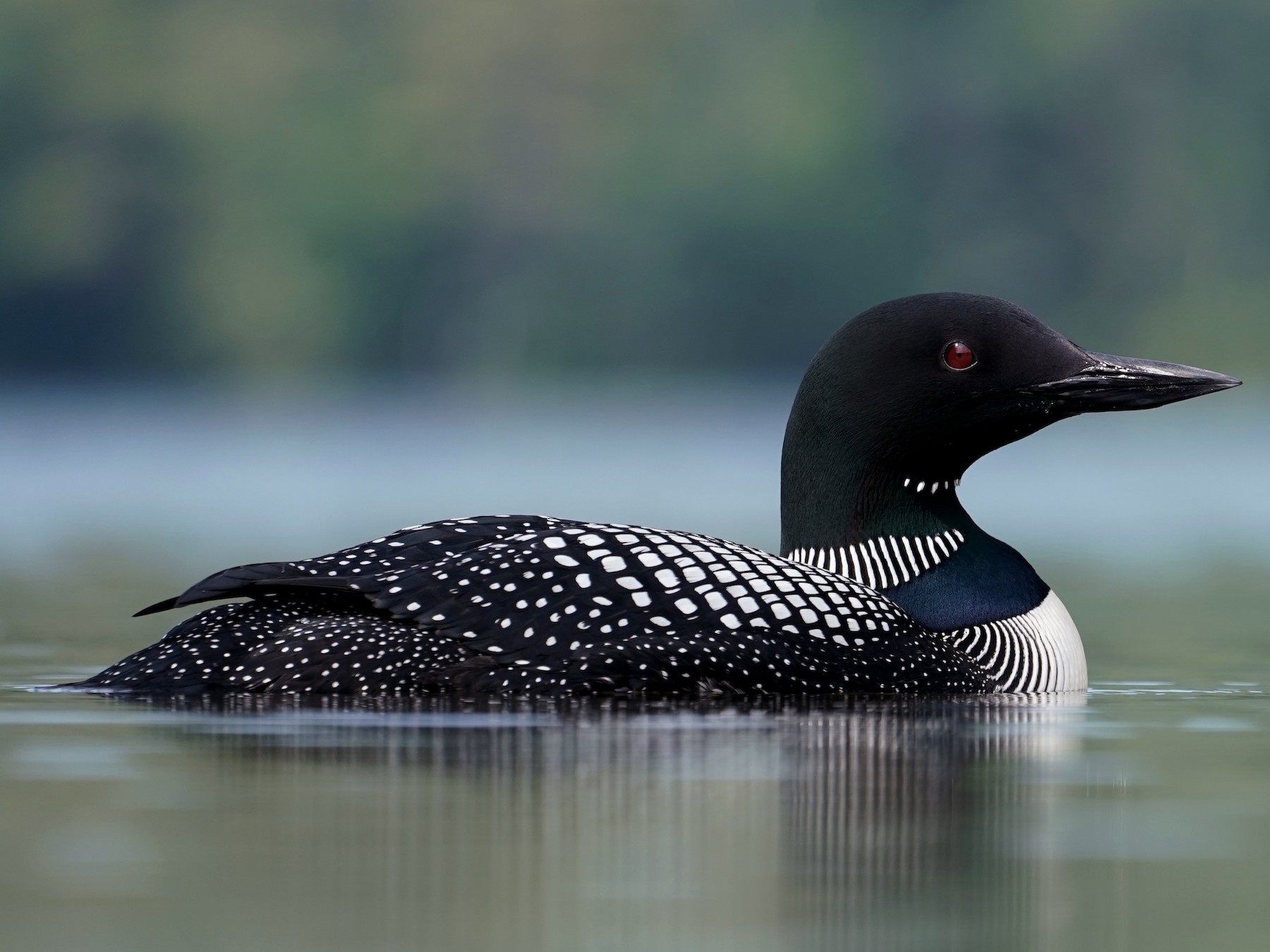 13-facts-about-loon