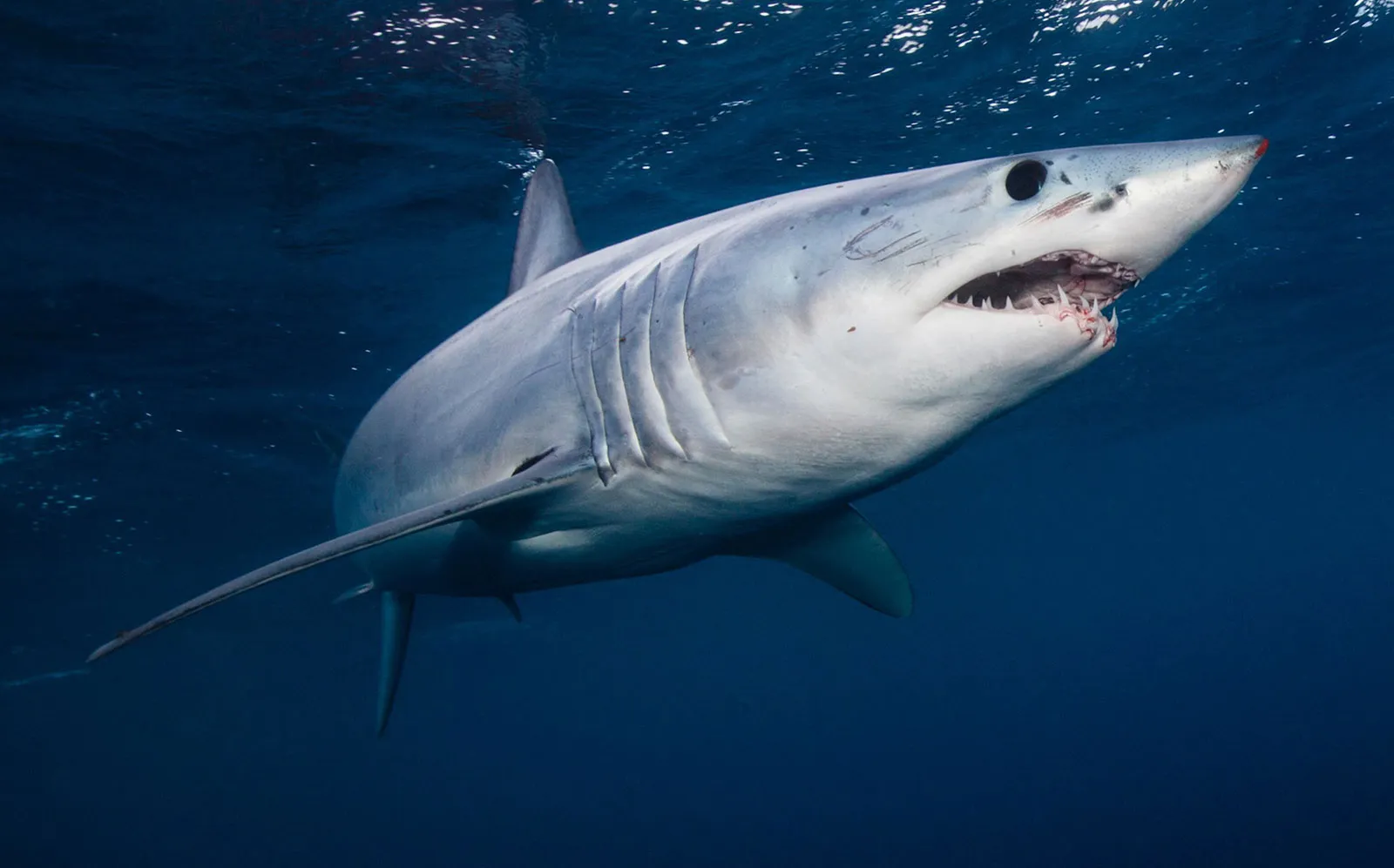 13-facts-about-mako-shark