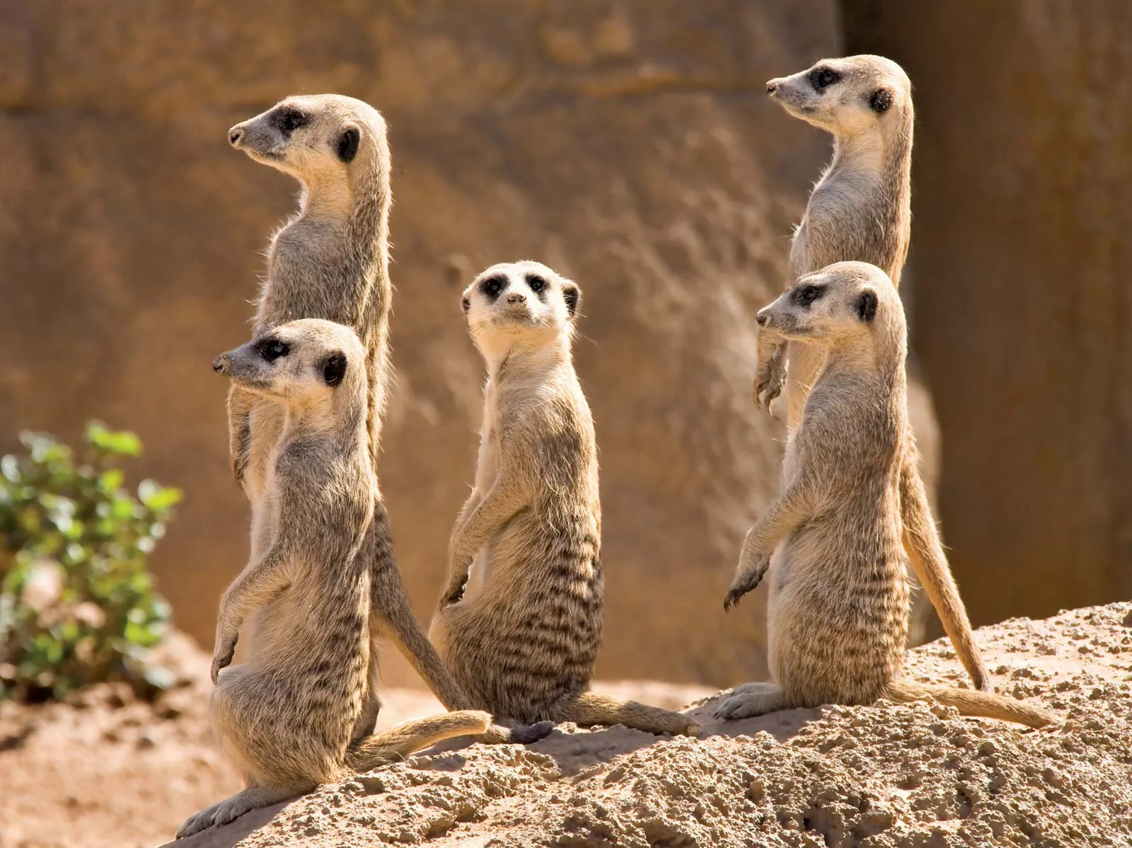 13-facts-about-meerkat