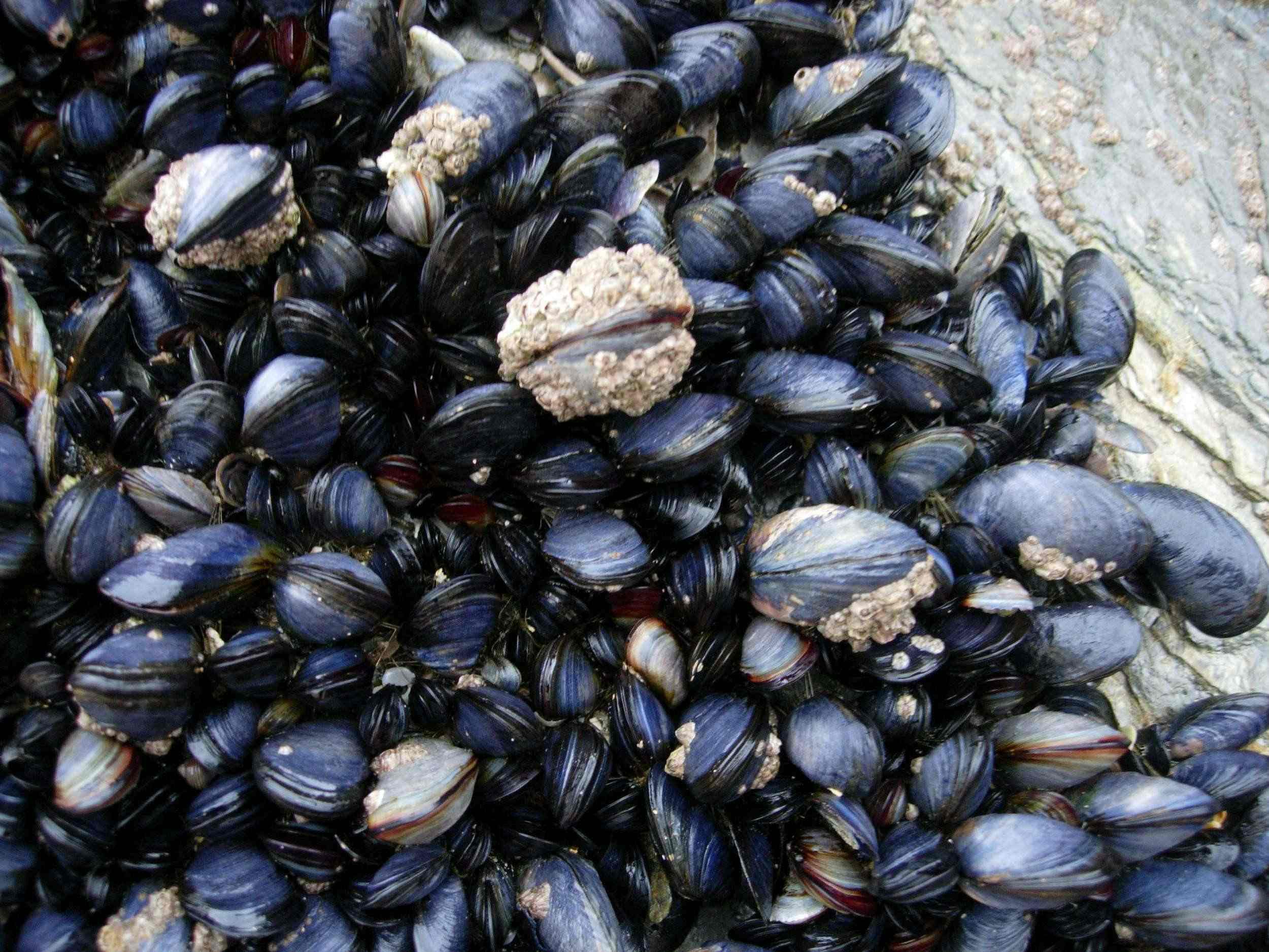 13-facts-about-mussels