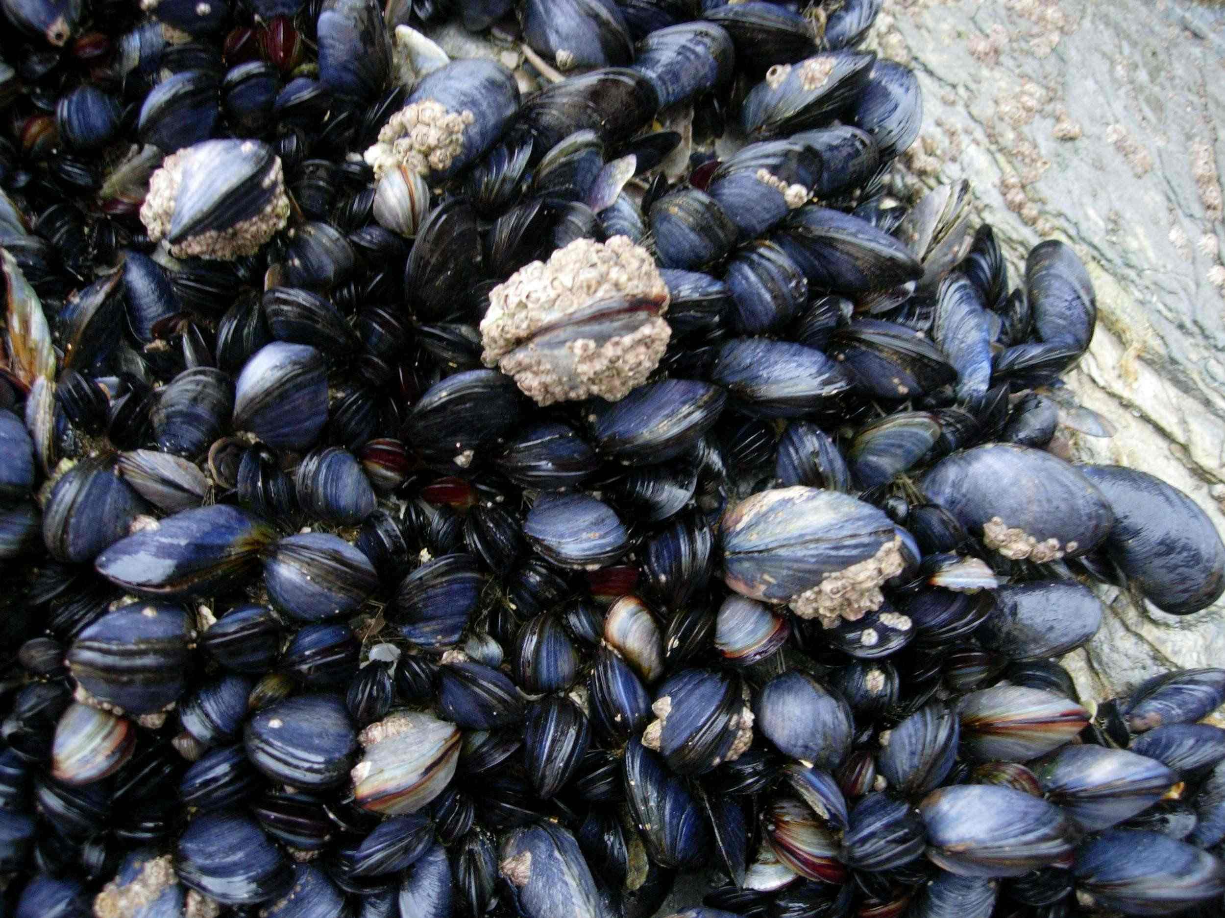 13 Facts About Clams 