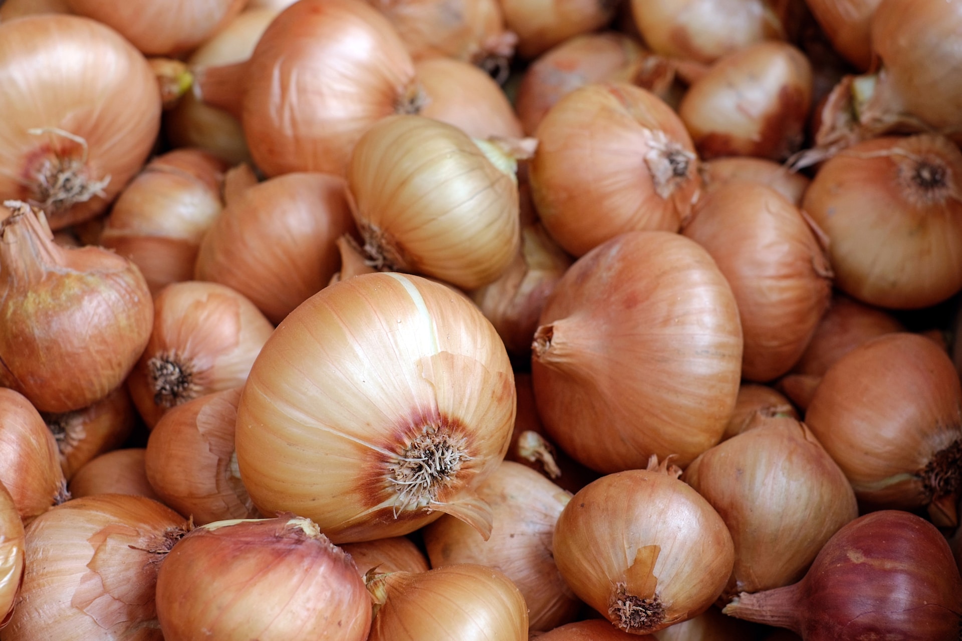 13-facts-about-onion