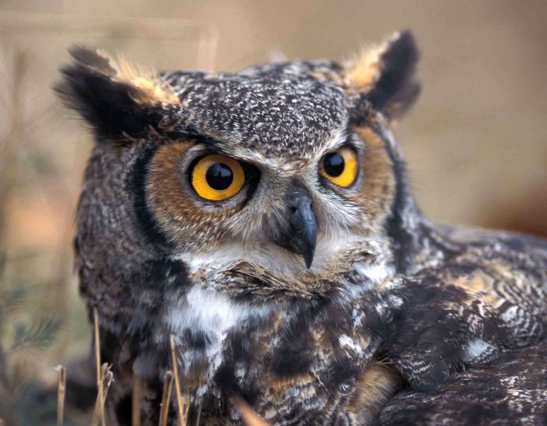 13-facts-about-owls