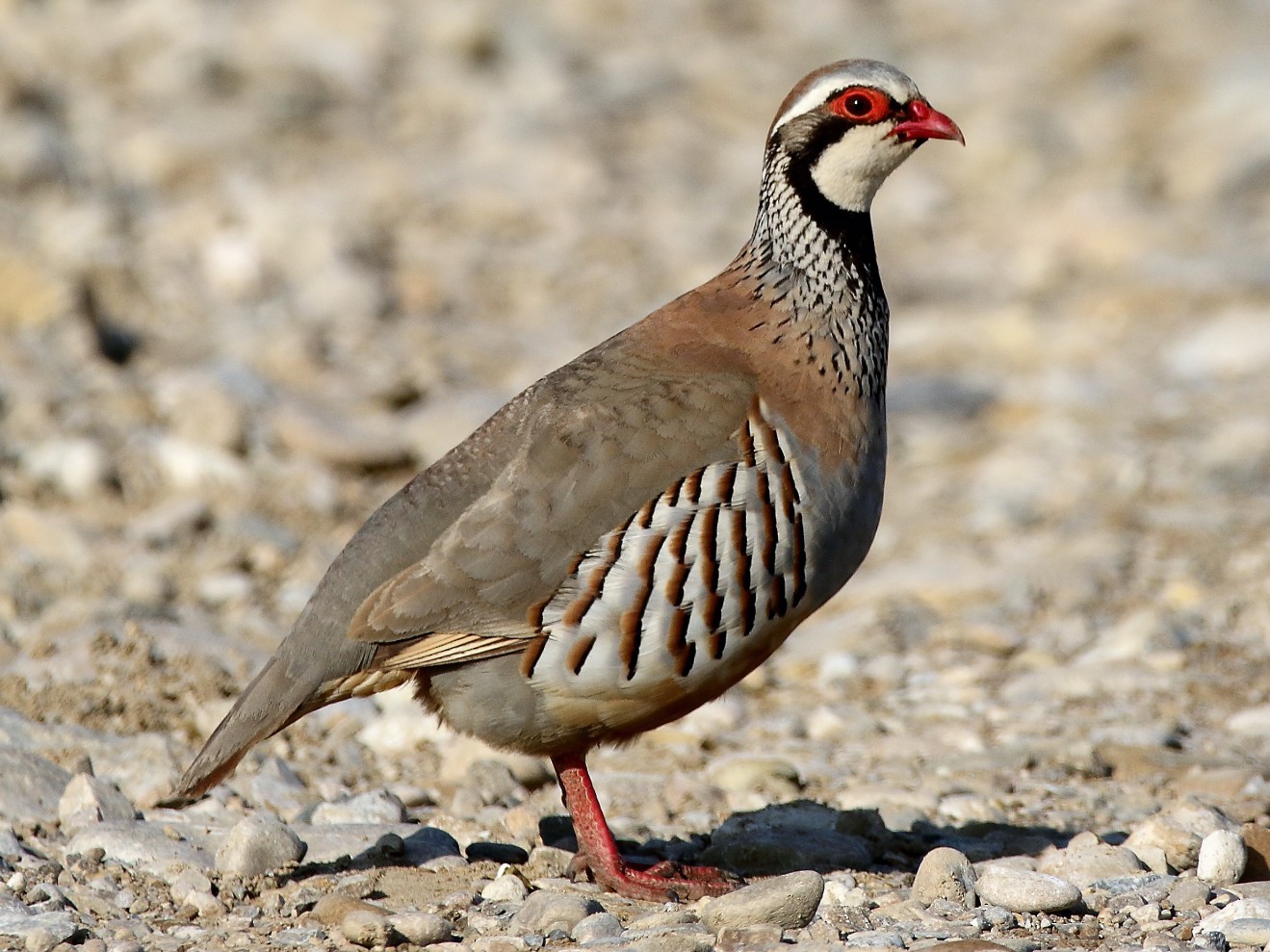 13-facts-about-partridge