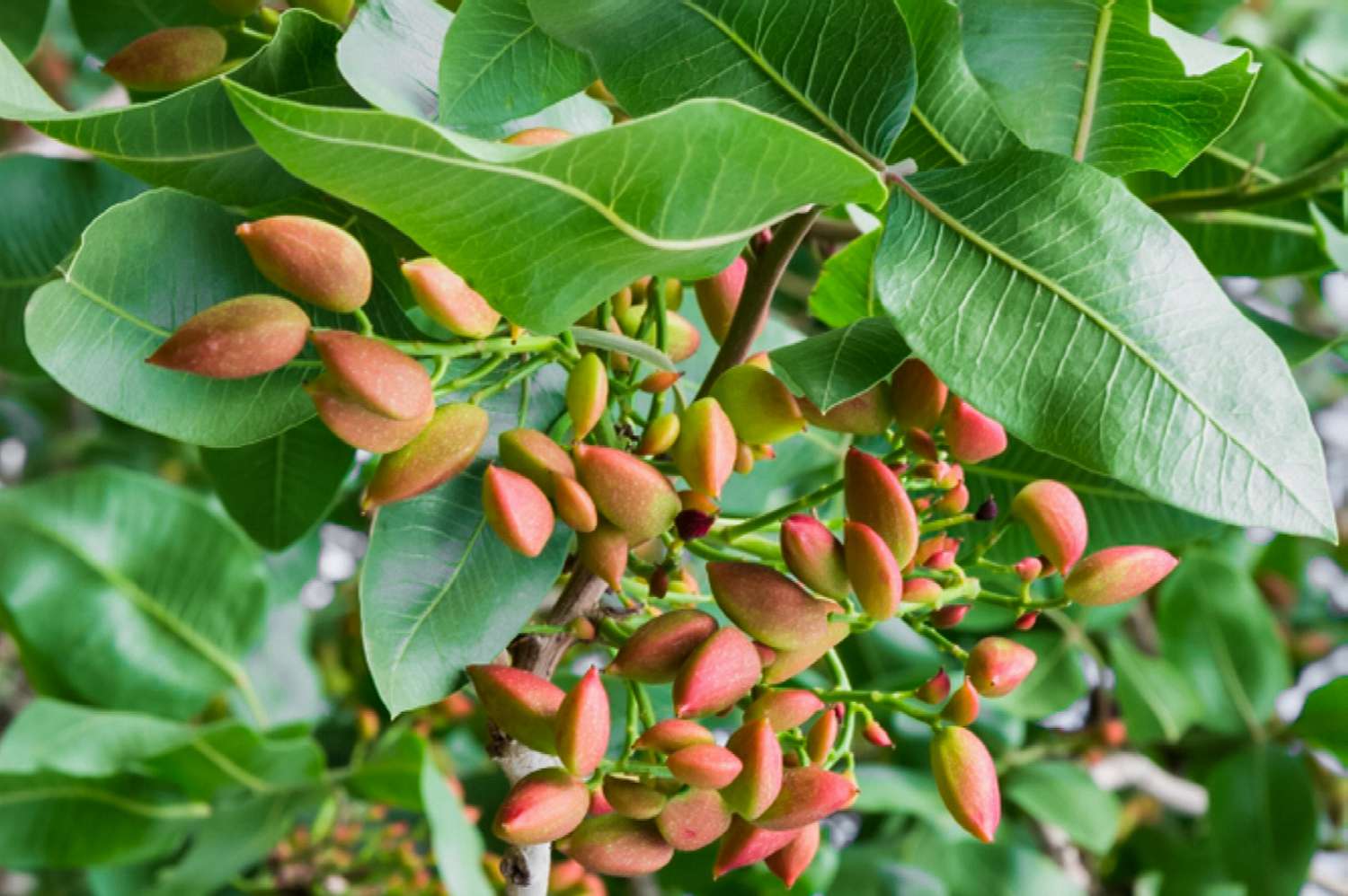 13-facts-about-pistachio-nut