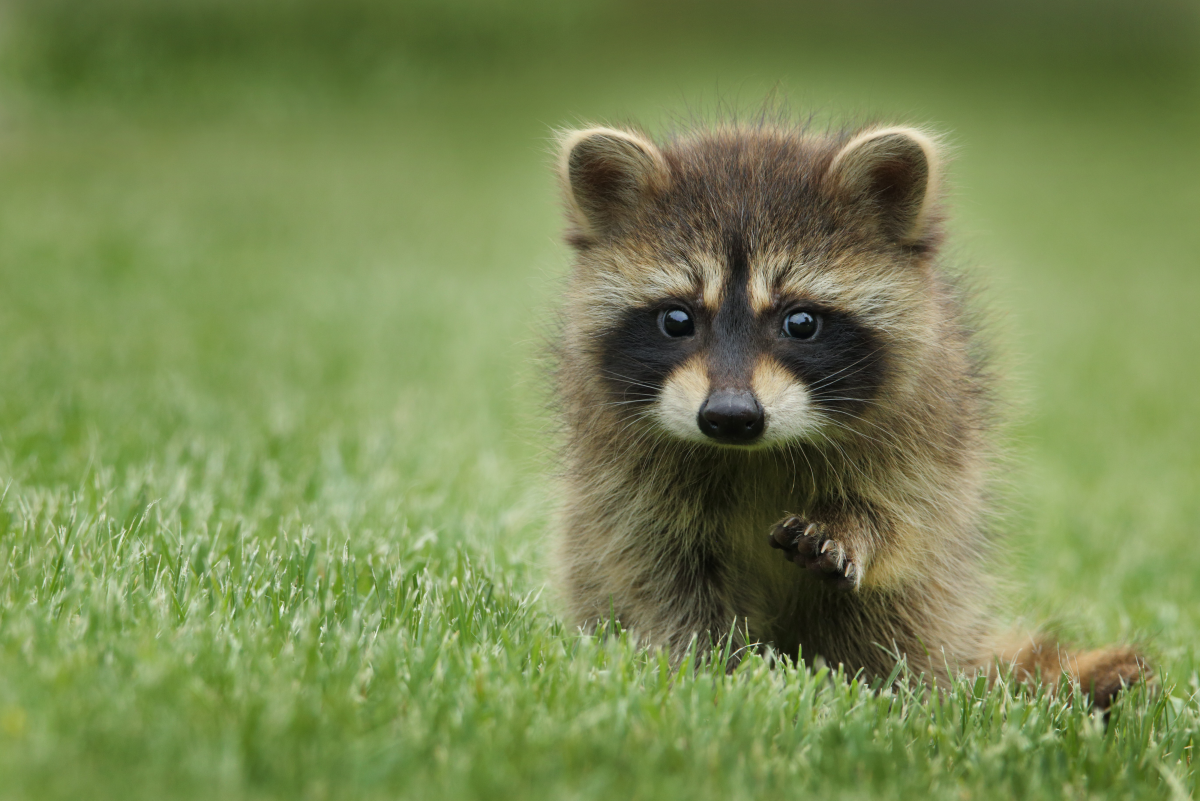 13-facts-about-raccoons