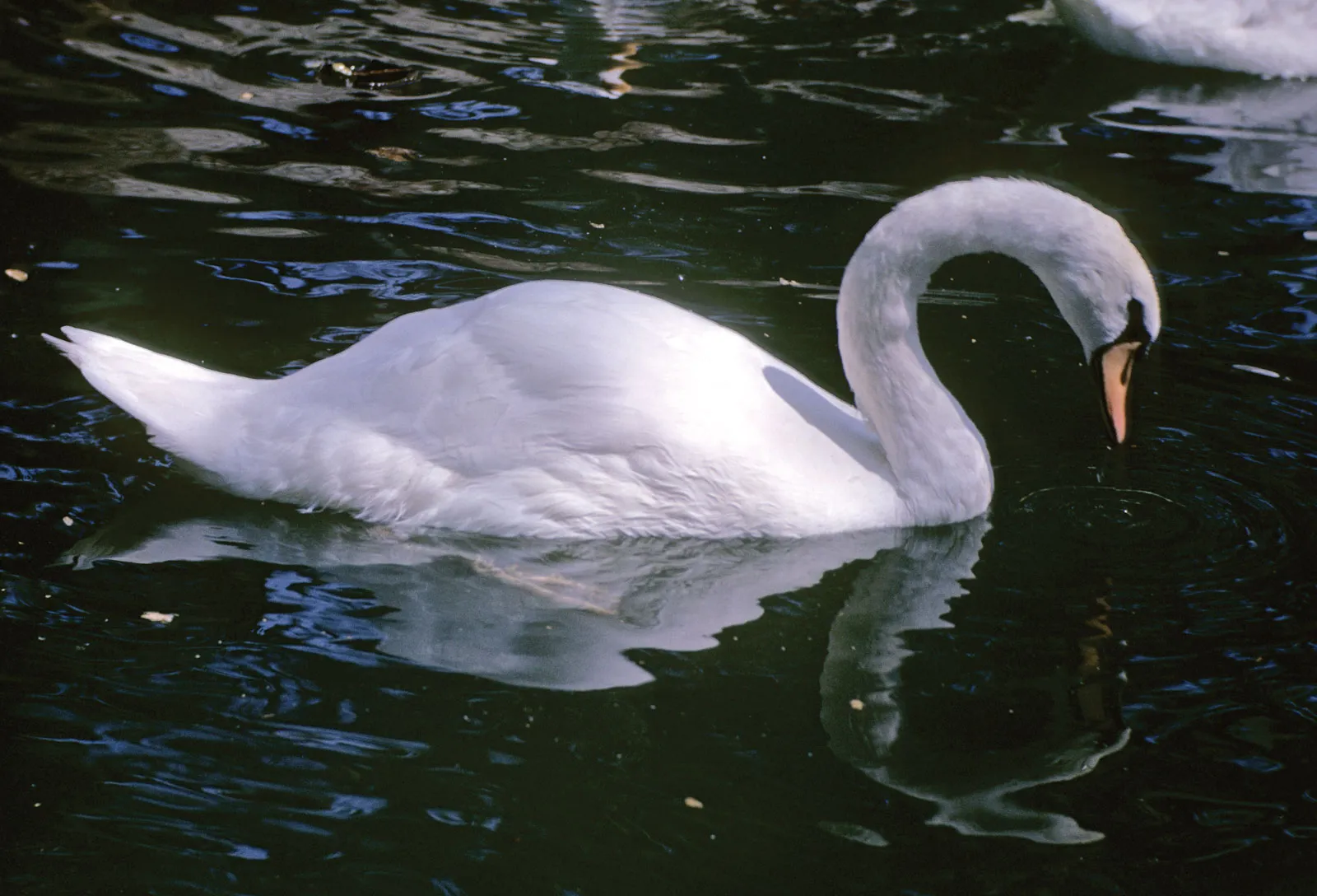 13-facts-about-swans
