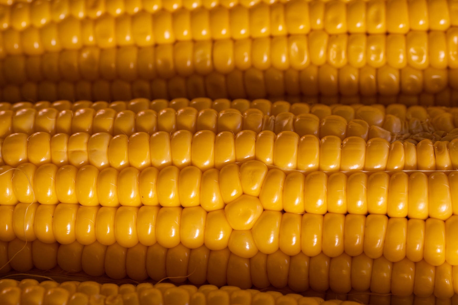 13-facts-about-sweetcorn