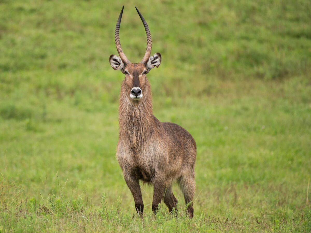 13-facts-about-waterbuck