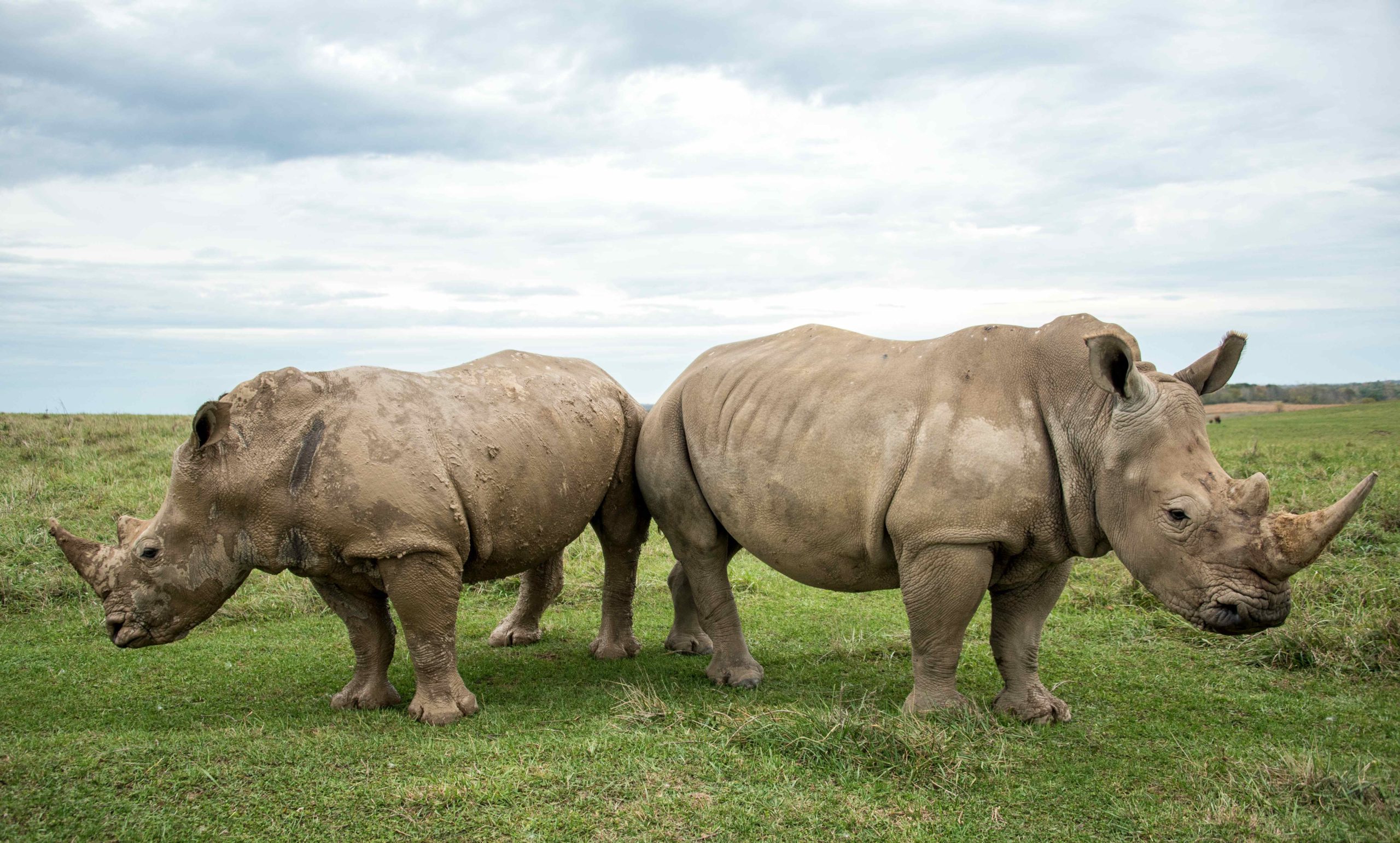 13-facts-about-white-rhinoceros