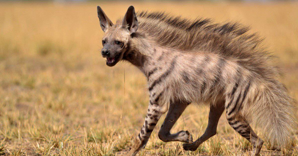 14-facts-about-aardwolf