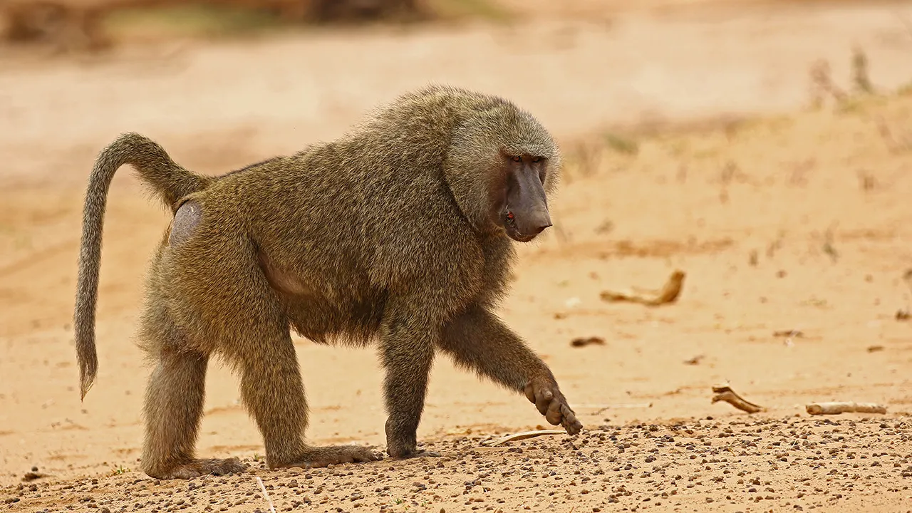 14-facts-about-baboon