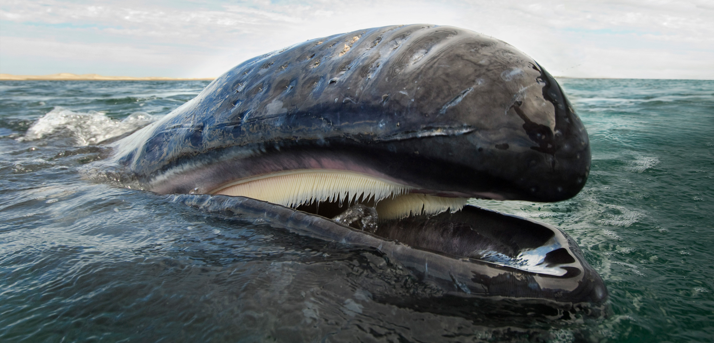 Baleen Whales Size