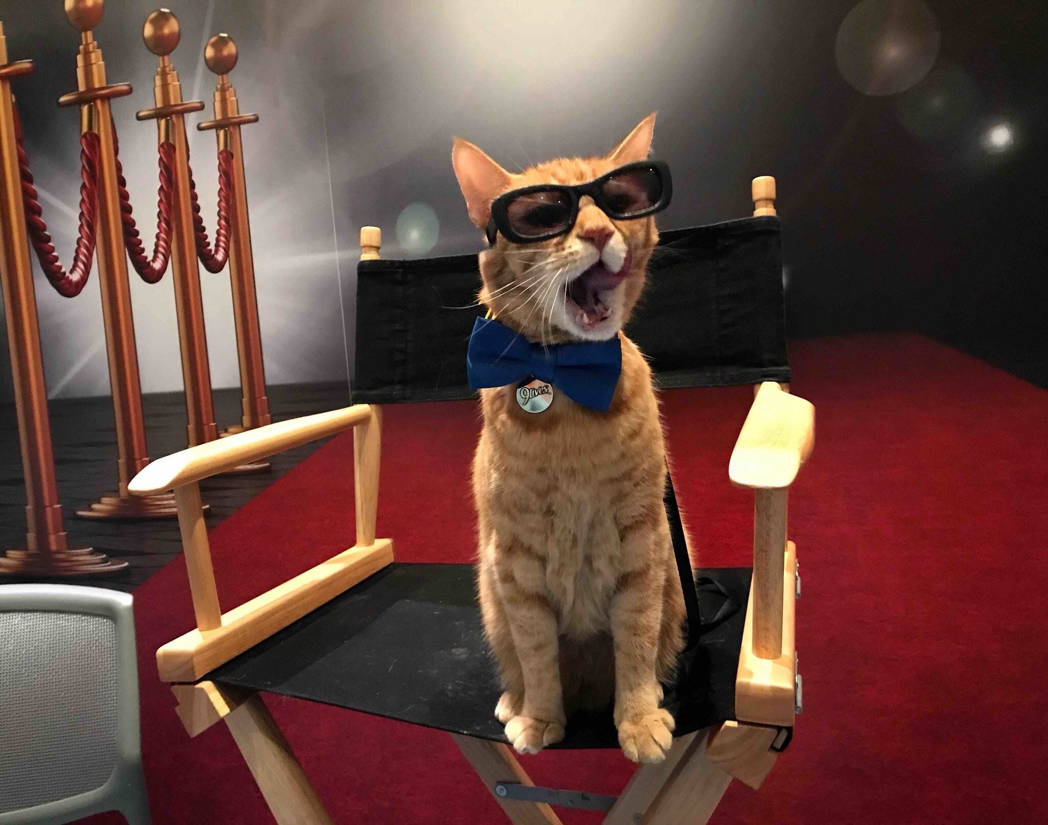 14 Facts About CatCon Worldwide