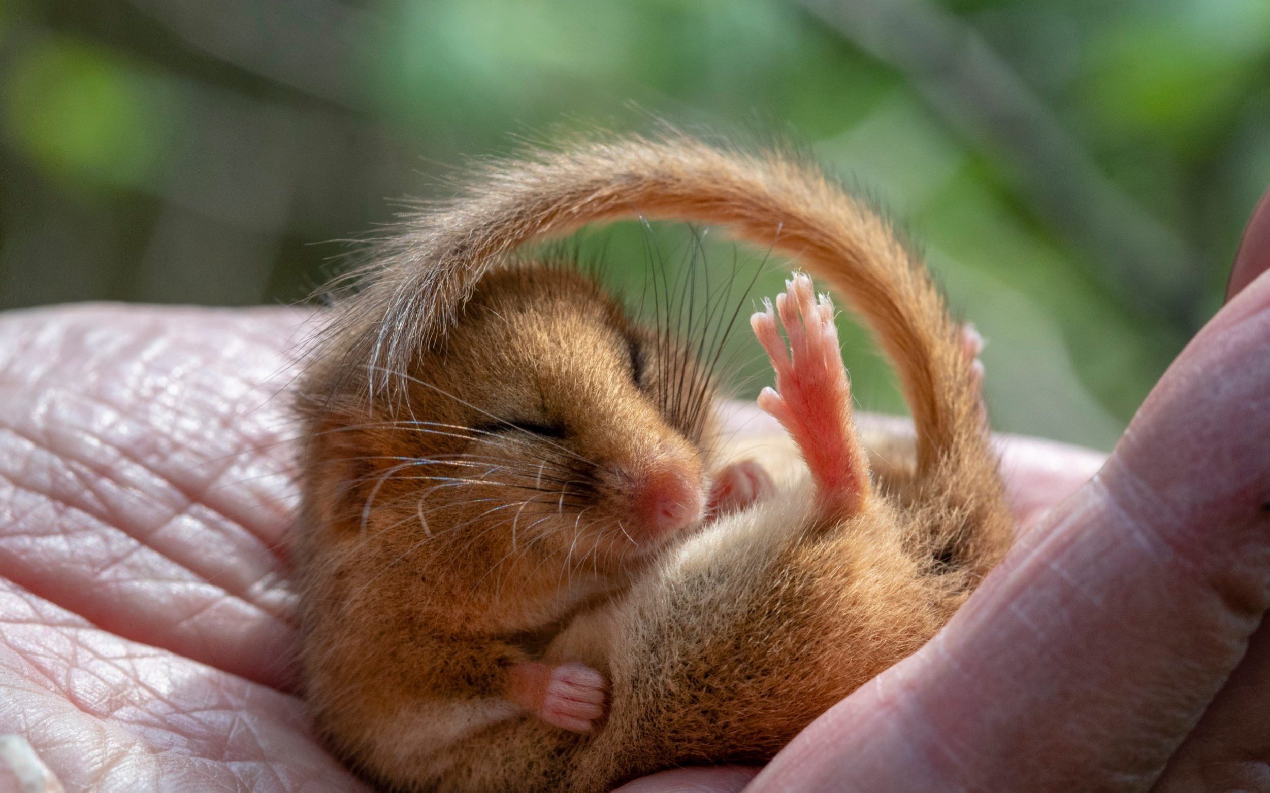 14-facts-about-dormouse