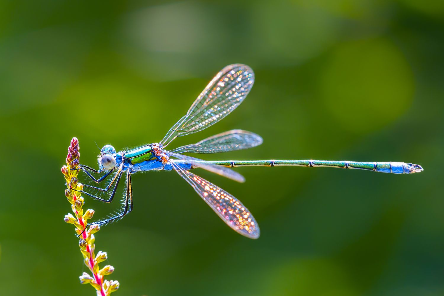 14-facts-about-dragonflies