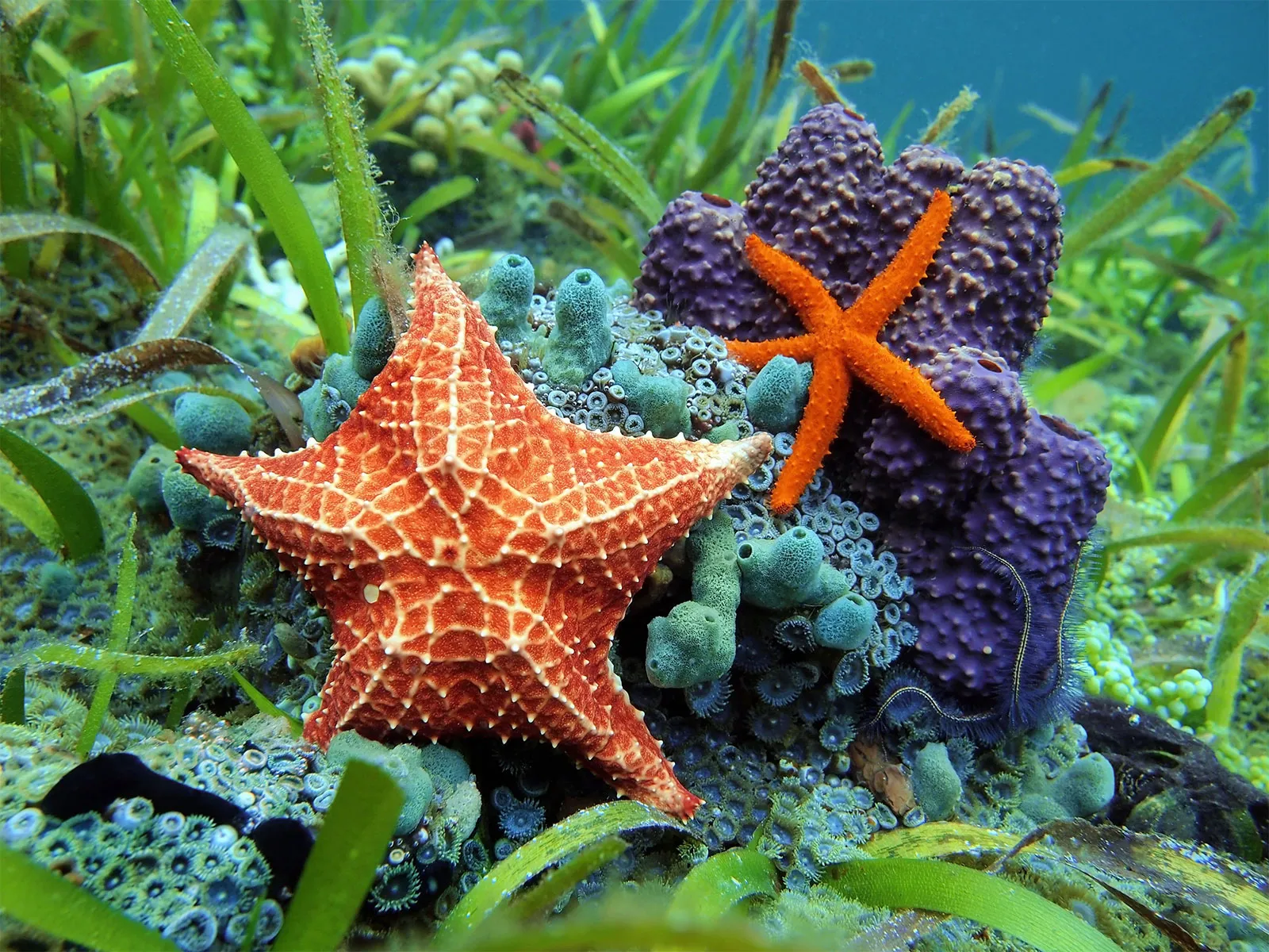 14-facts-about-echinoderm