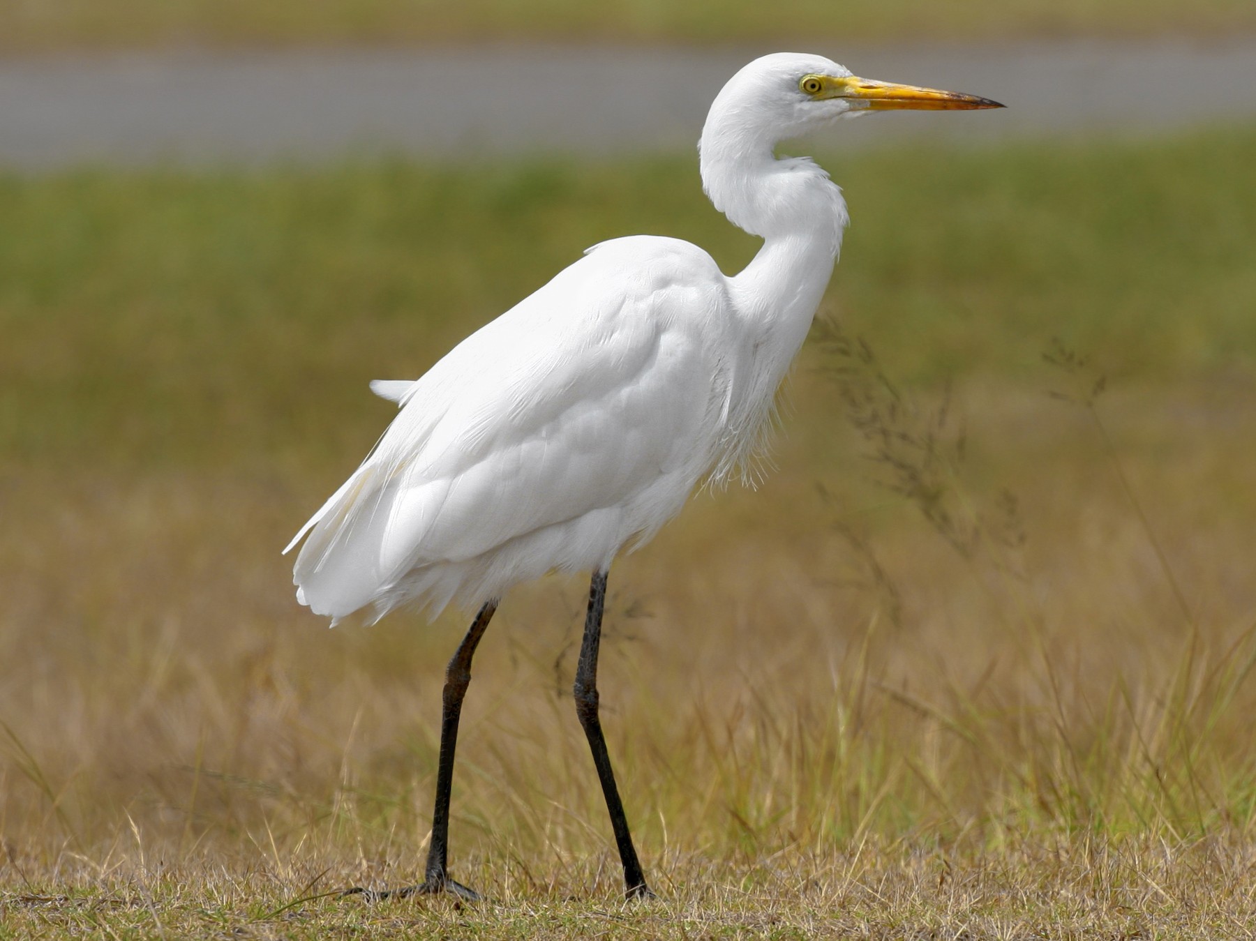 14-facts-about-egret