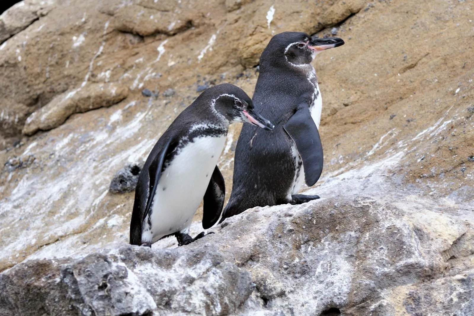 14-facts-about-galapagos-penguins