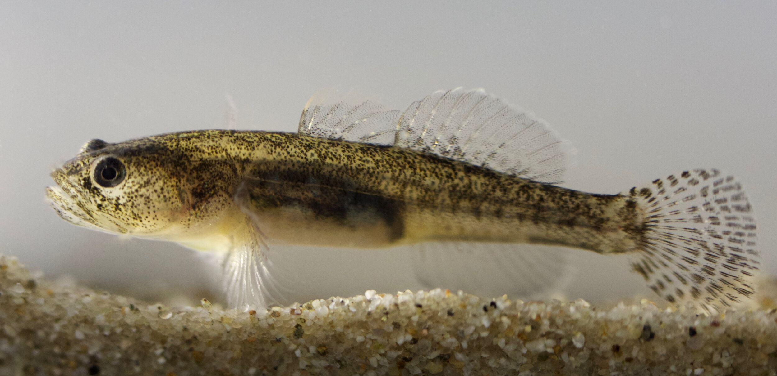 14-facts-about-goby