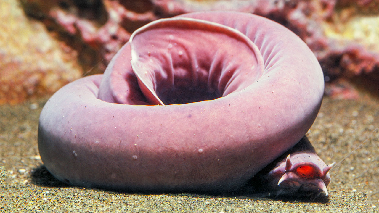 14-facts-about-hagfish