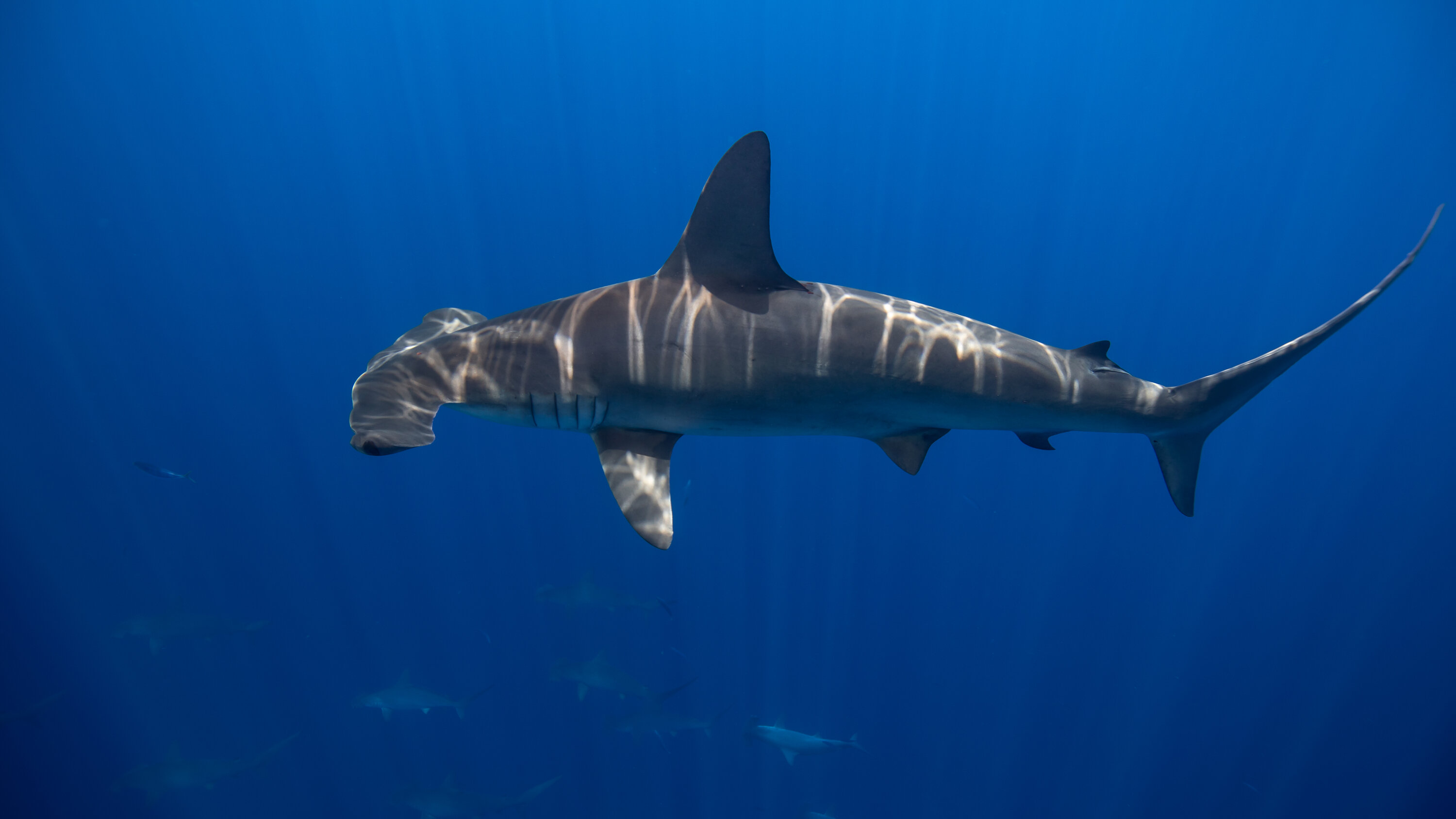 14 Facts About Hammerhead Shark - Facts.net
