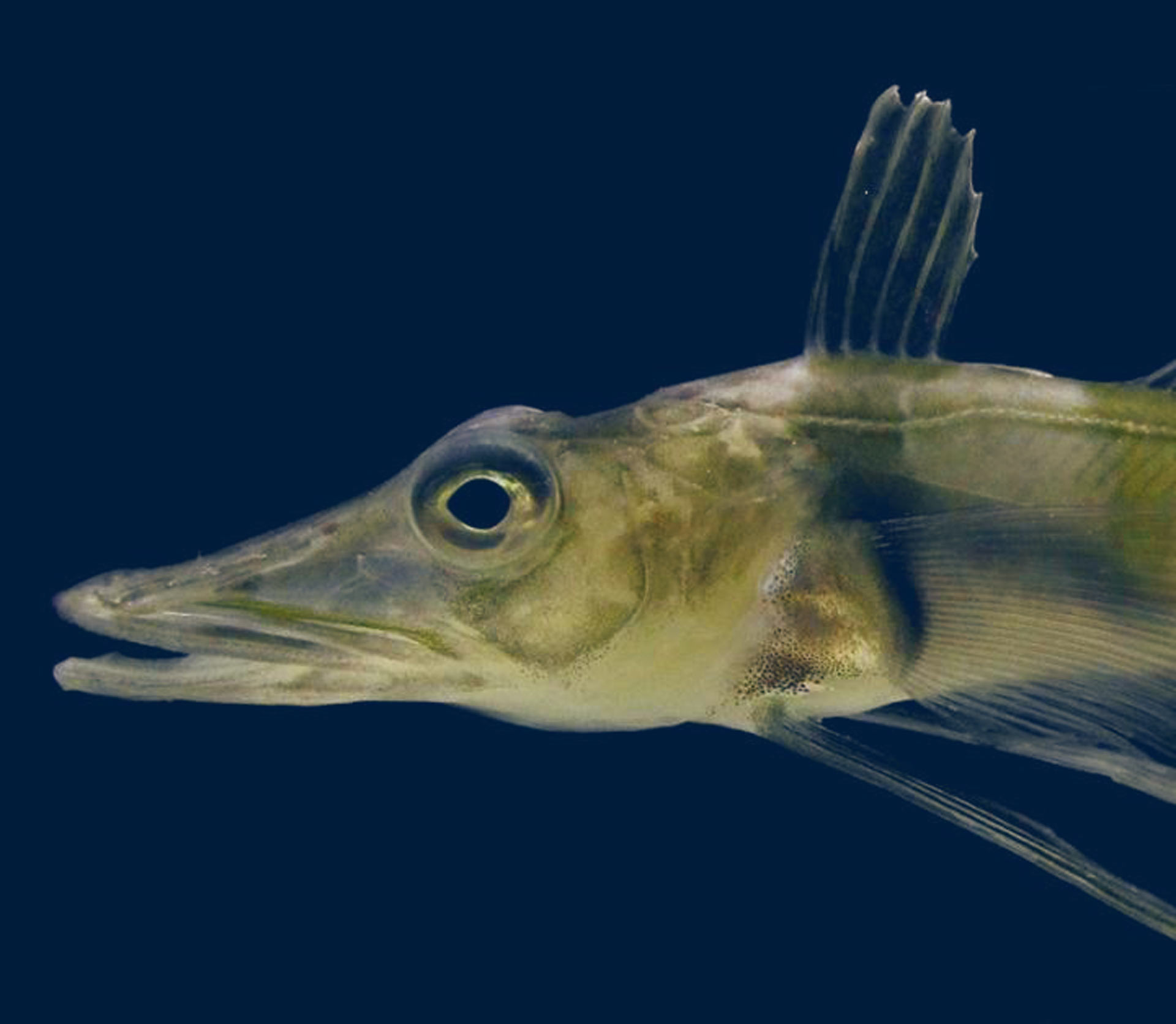 14-facts-about-icefish