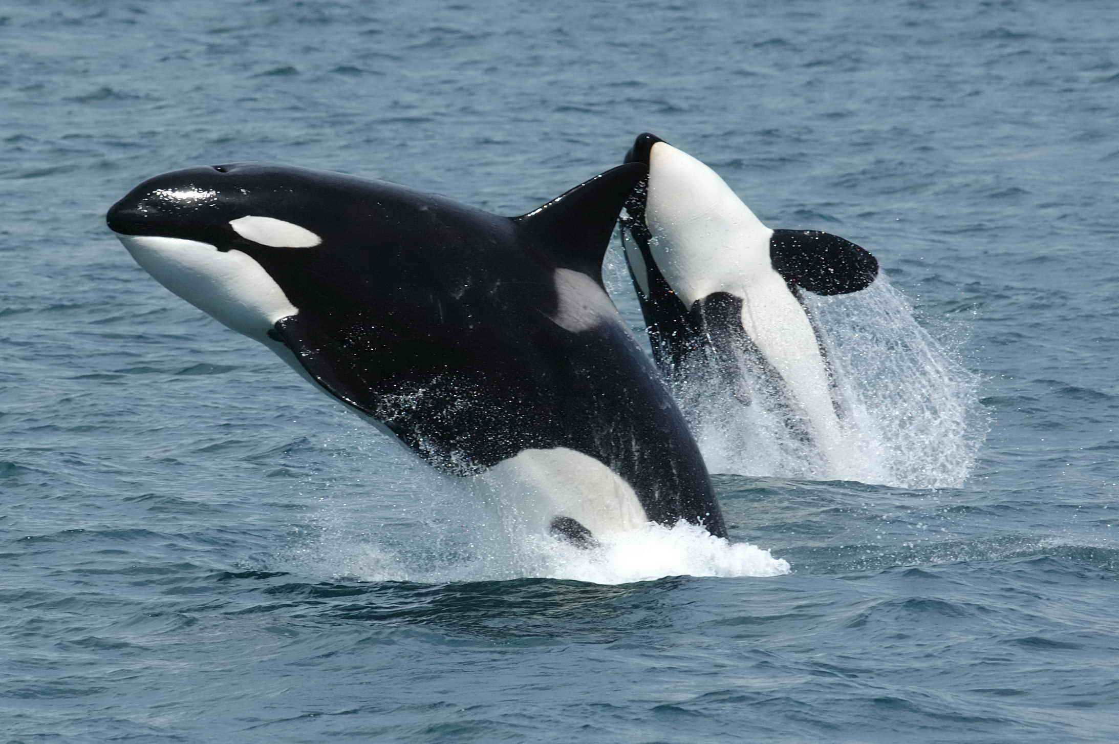 14-facts-about-killer-whales